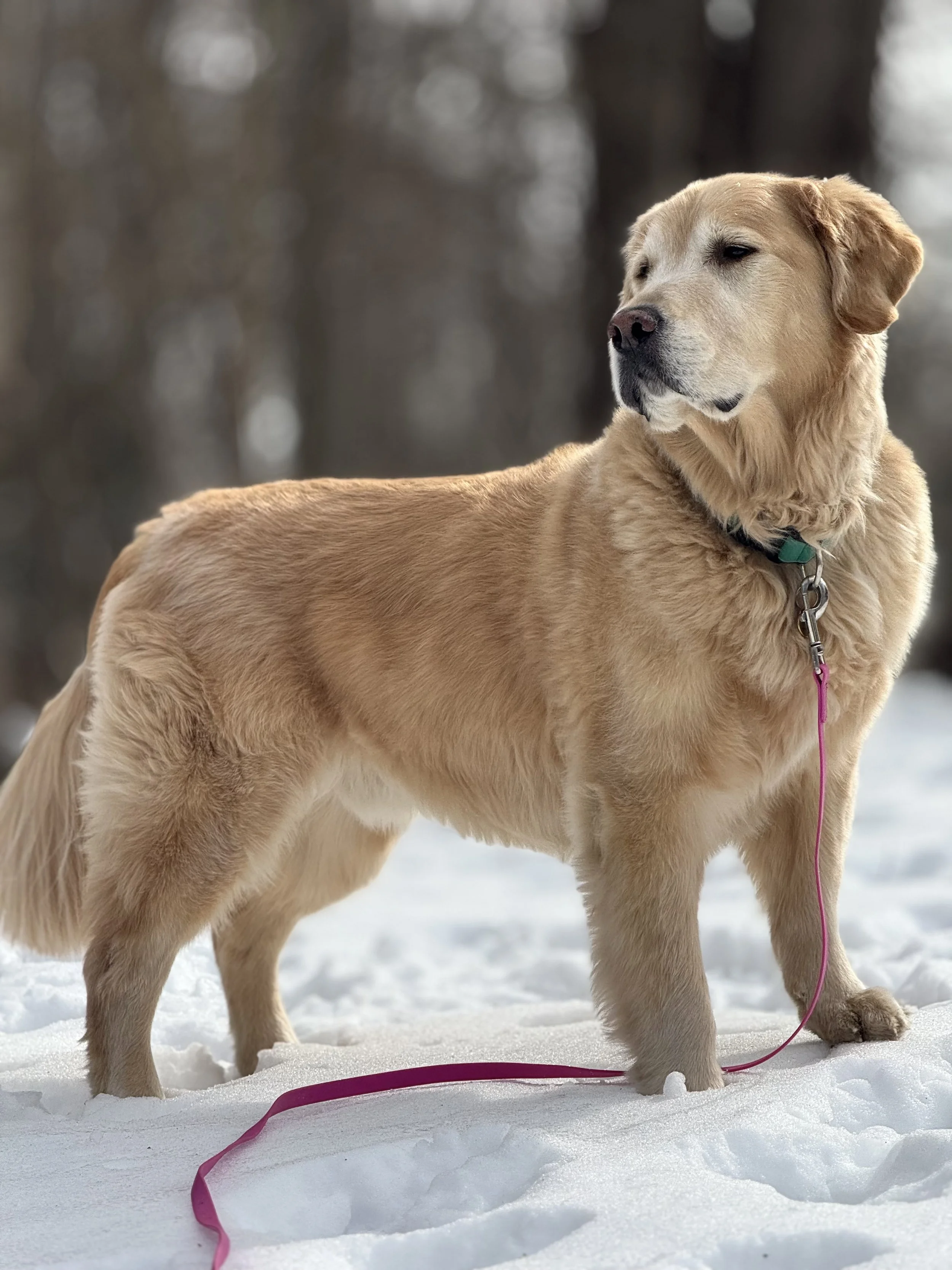  Dog Walker Greenwich Ct
