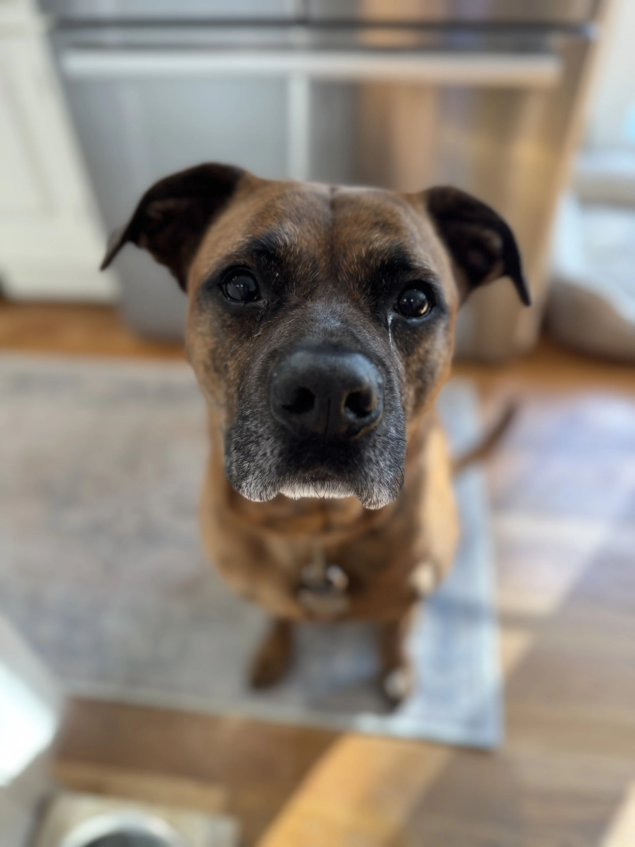 Dog walking Greenwich CT