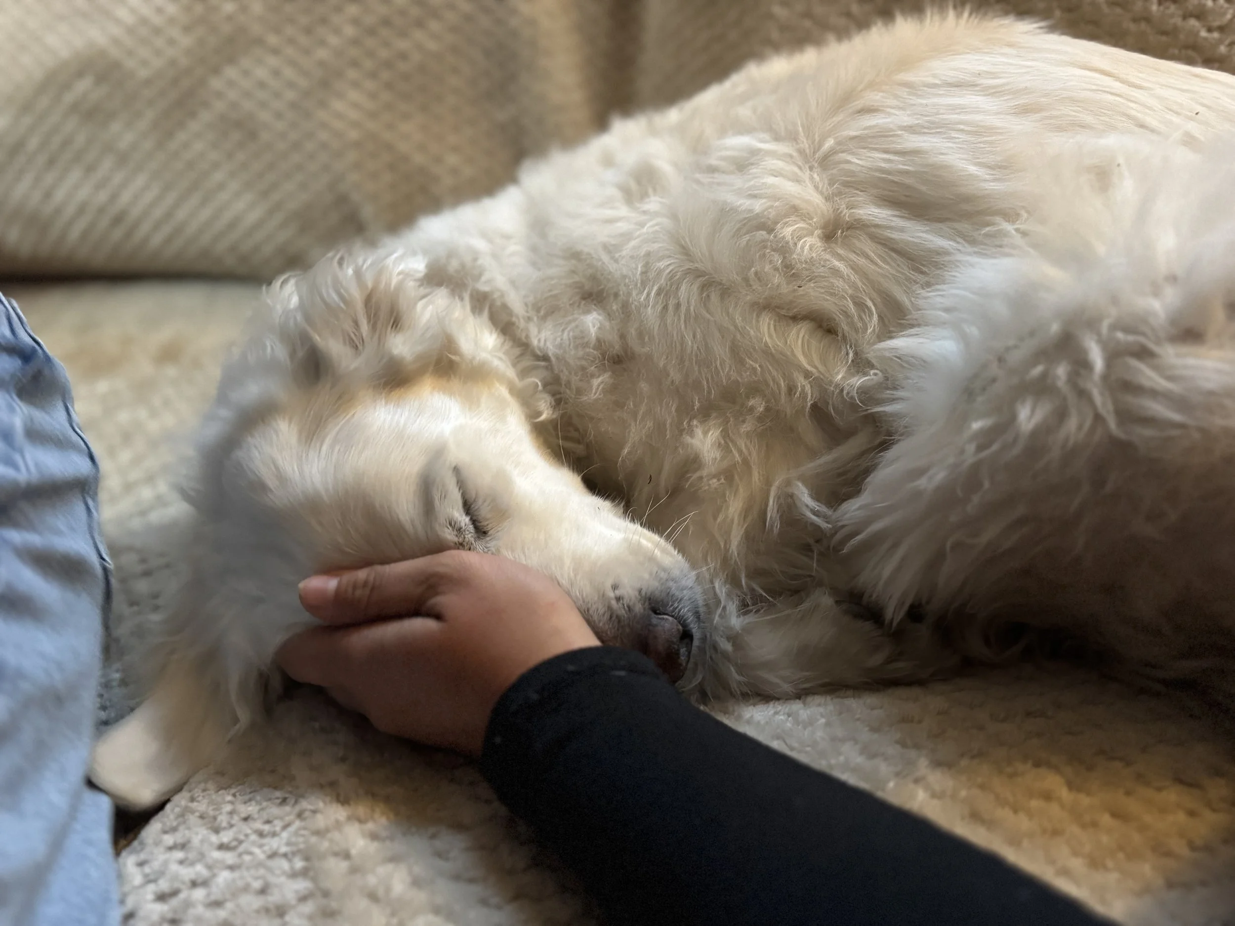 Dog Walking Greenwich CT