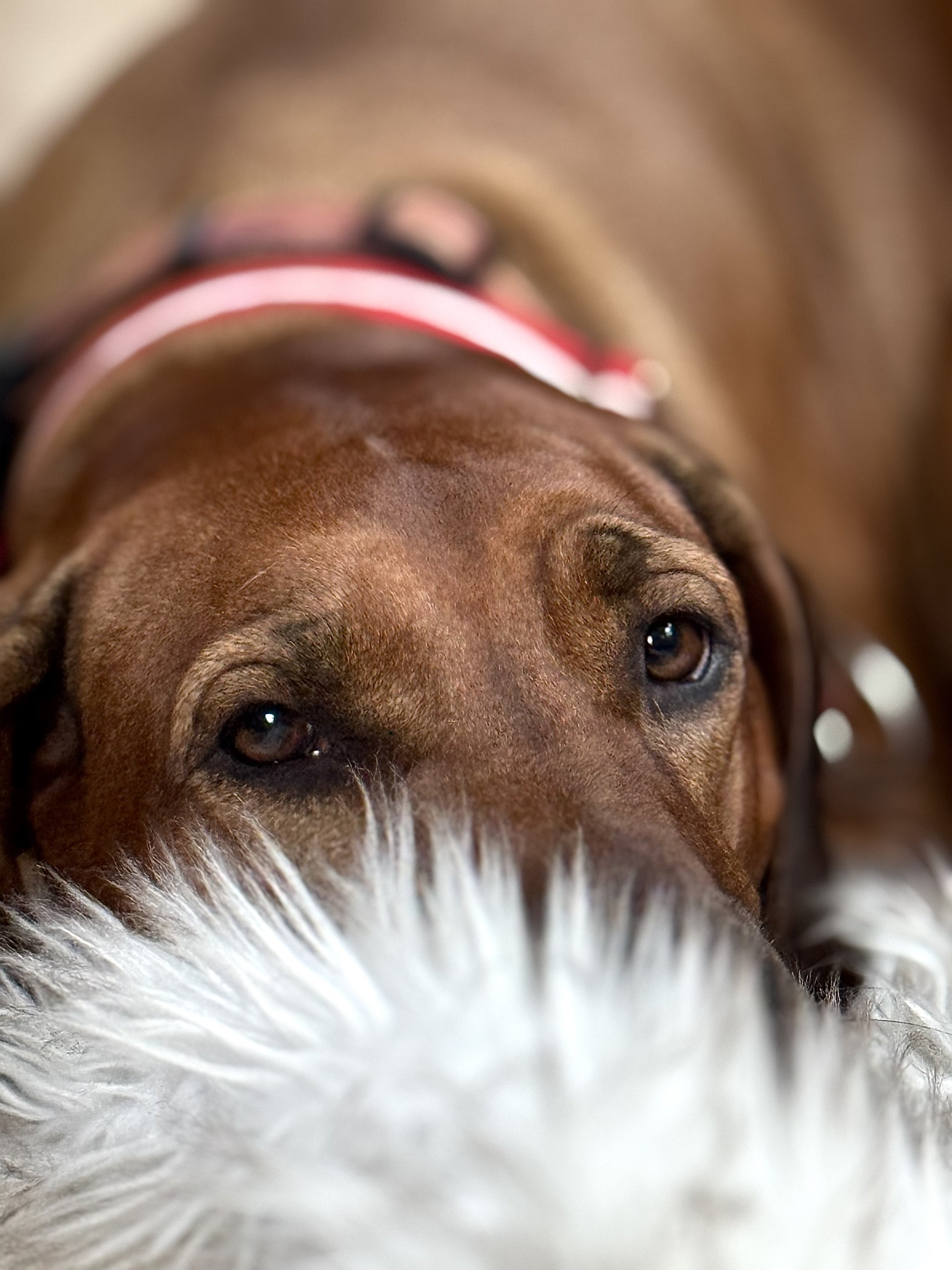 Dog Walking in Greenwich CT | The Posh Dog