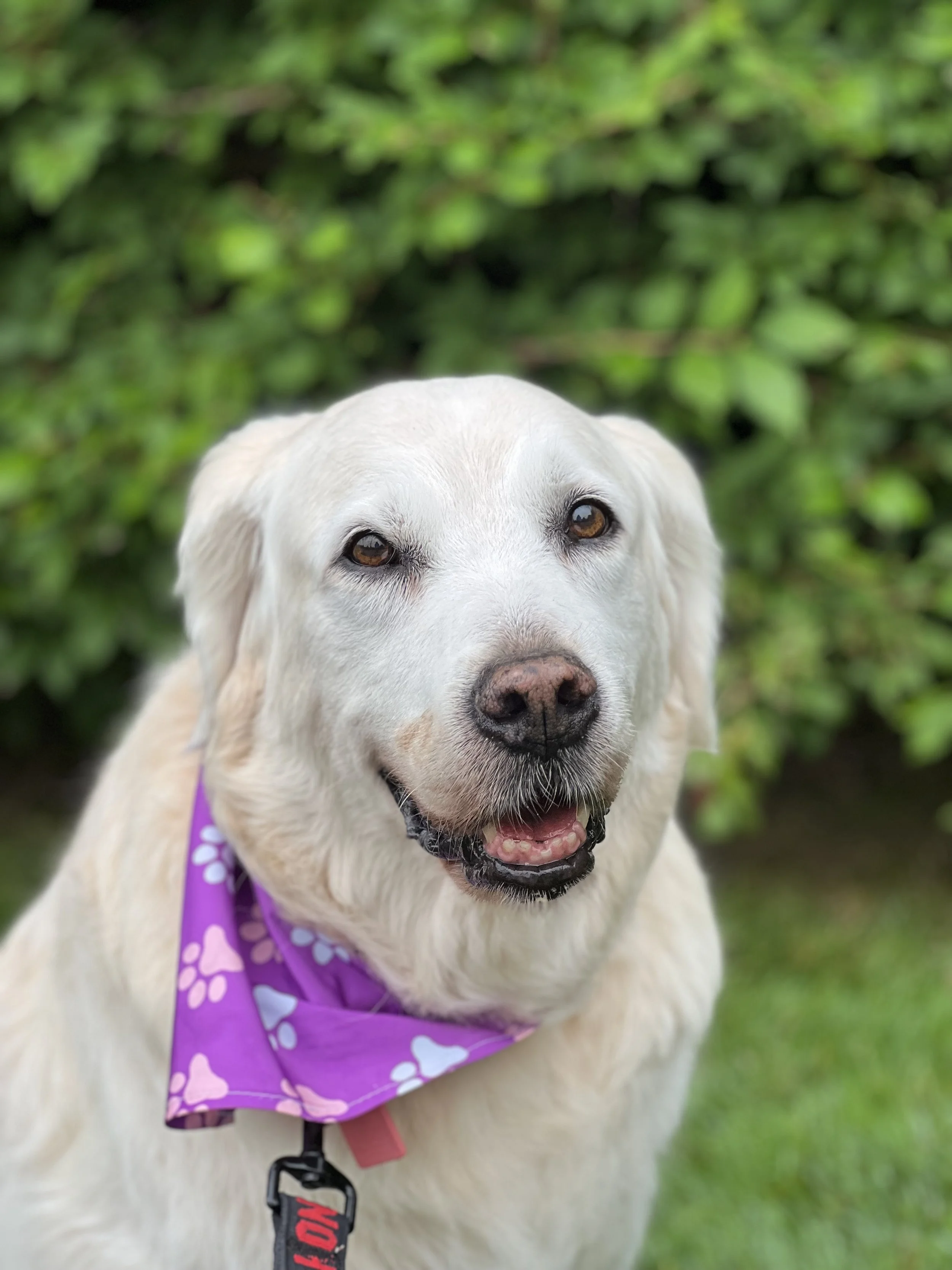 The Posh Dog Group Dog Walk Greenwich Ct