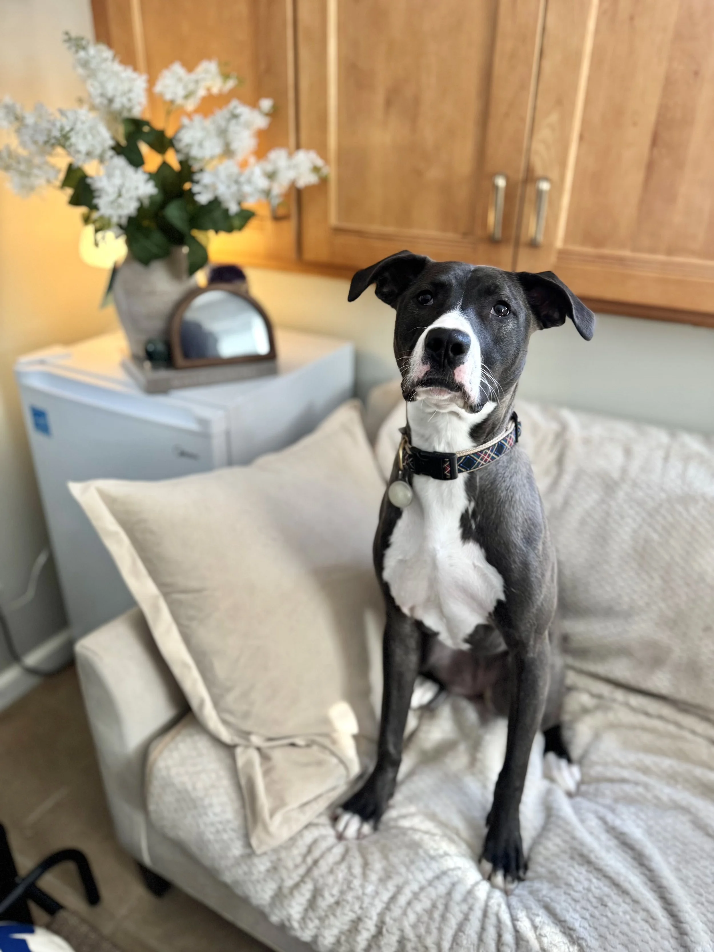 Dog Boarding Greenwich CT