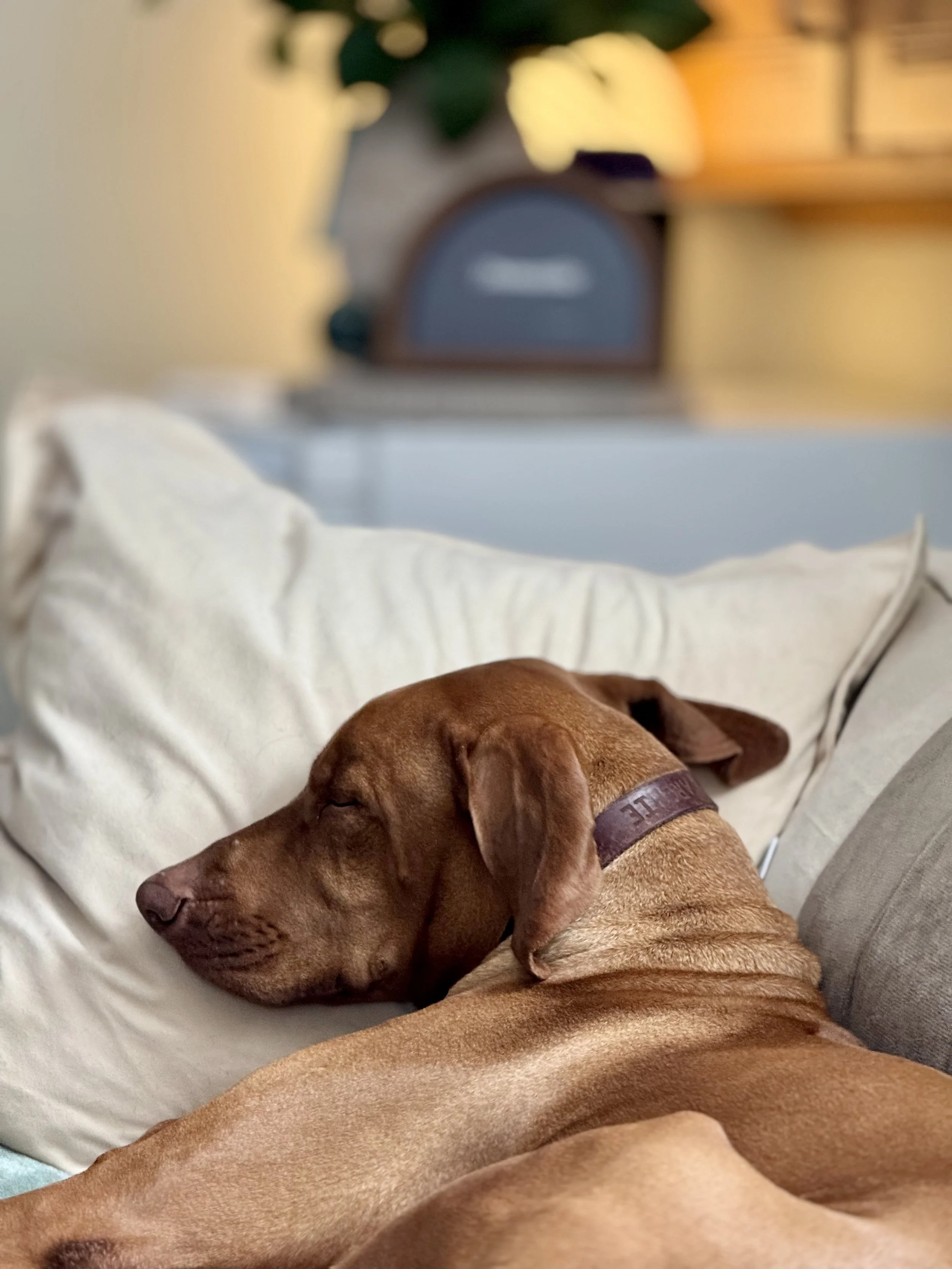 The Posh Dog Group Dog Walk Greenwich Ct