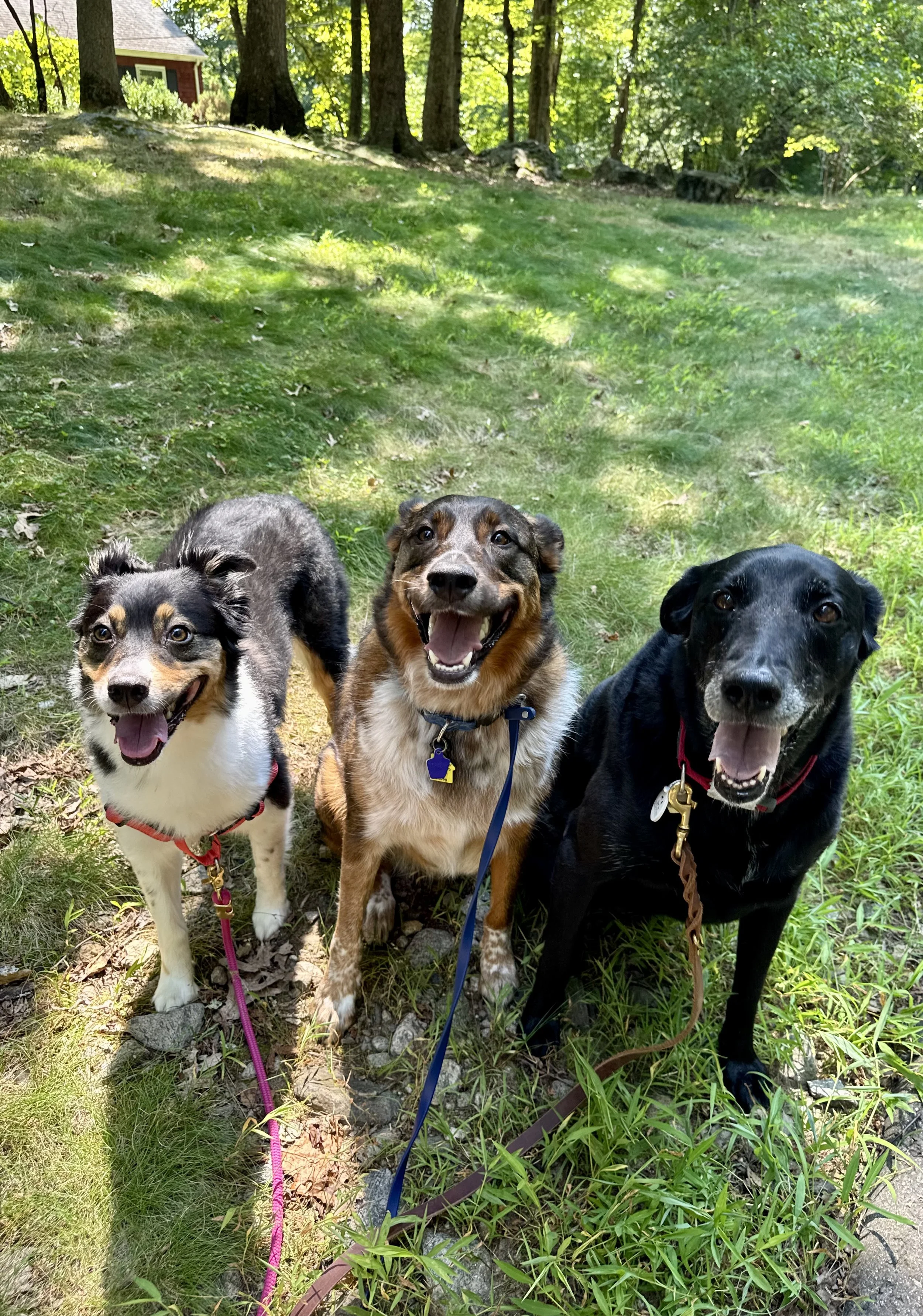 The Posh Dog Greenwich CT