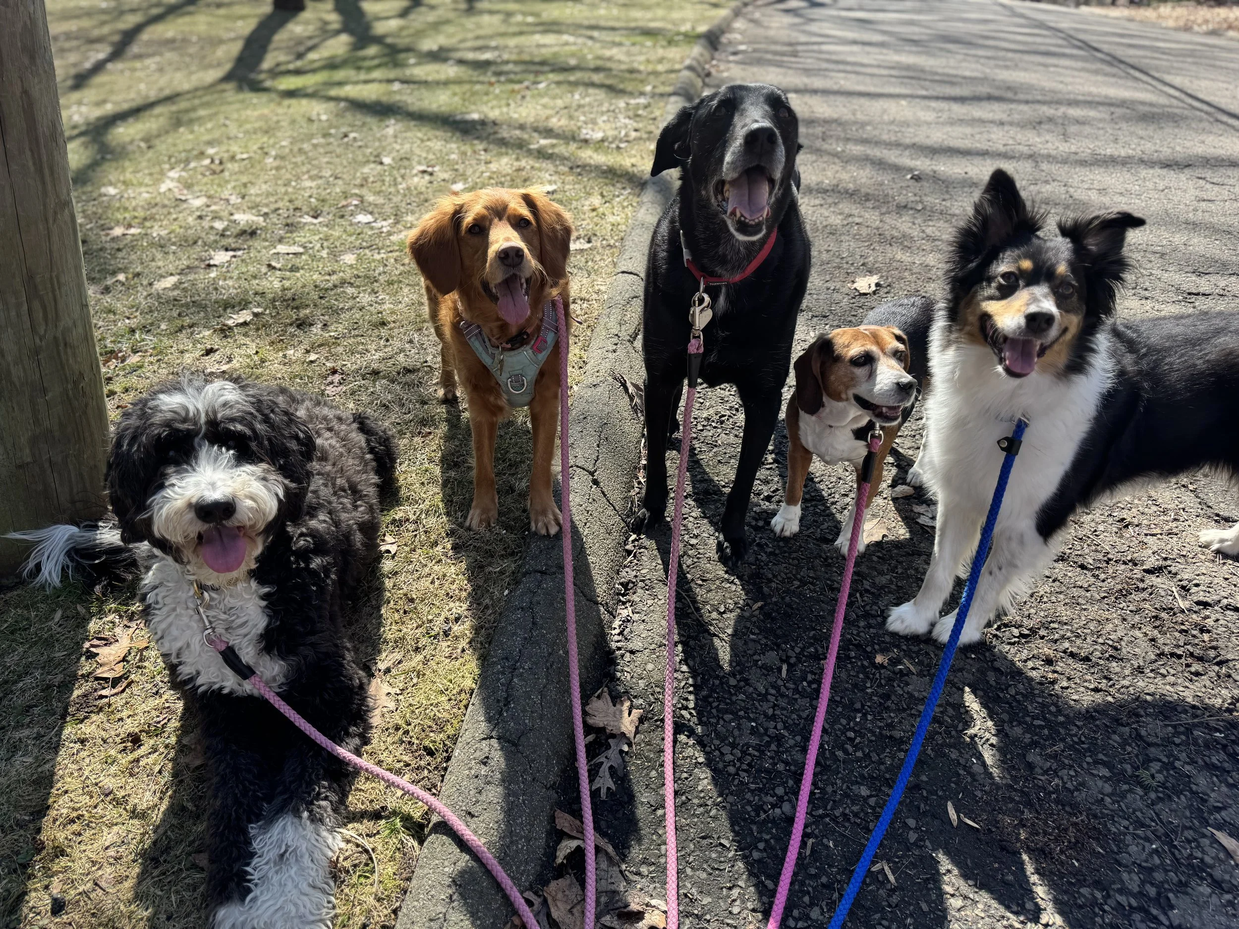 The Posh Dog Group Dog Walk Greenwich Ct