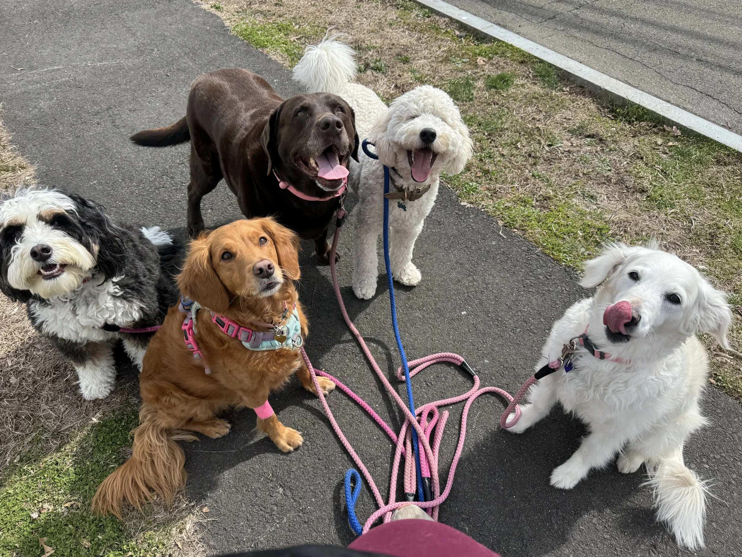 Dog Walking Greenwich CT