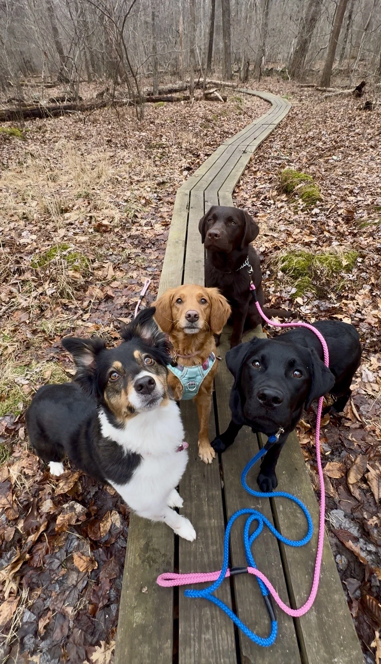 The Posh Dog Group Dog Walk Greenwich Ct