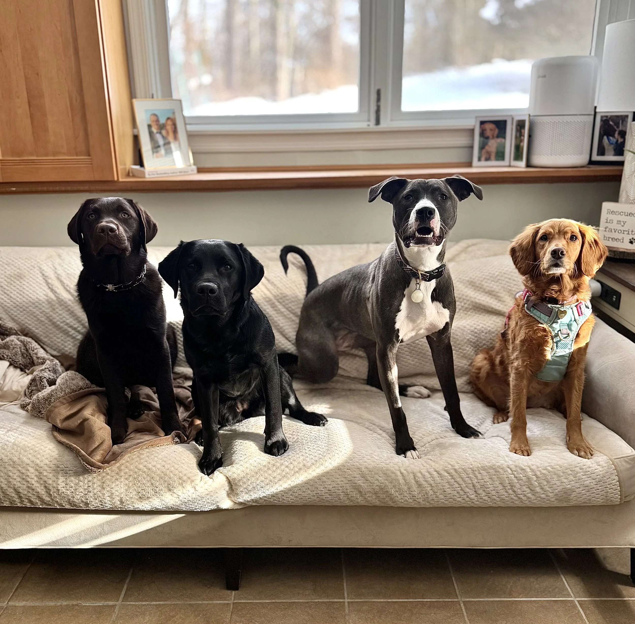 Dog Boarding Greenwich, CT