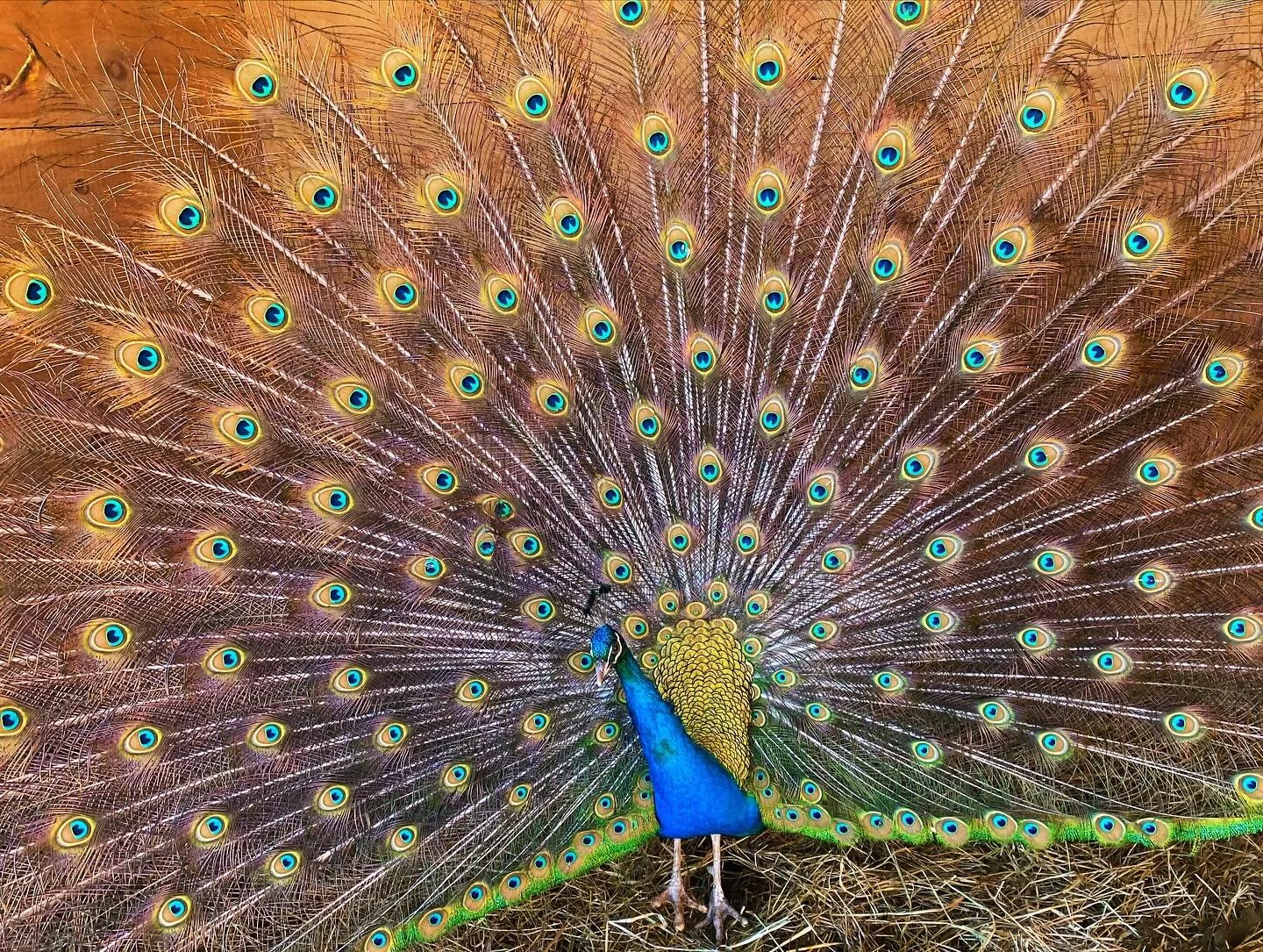 Peacocks1.jpg