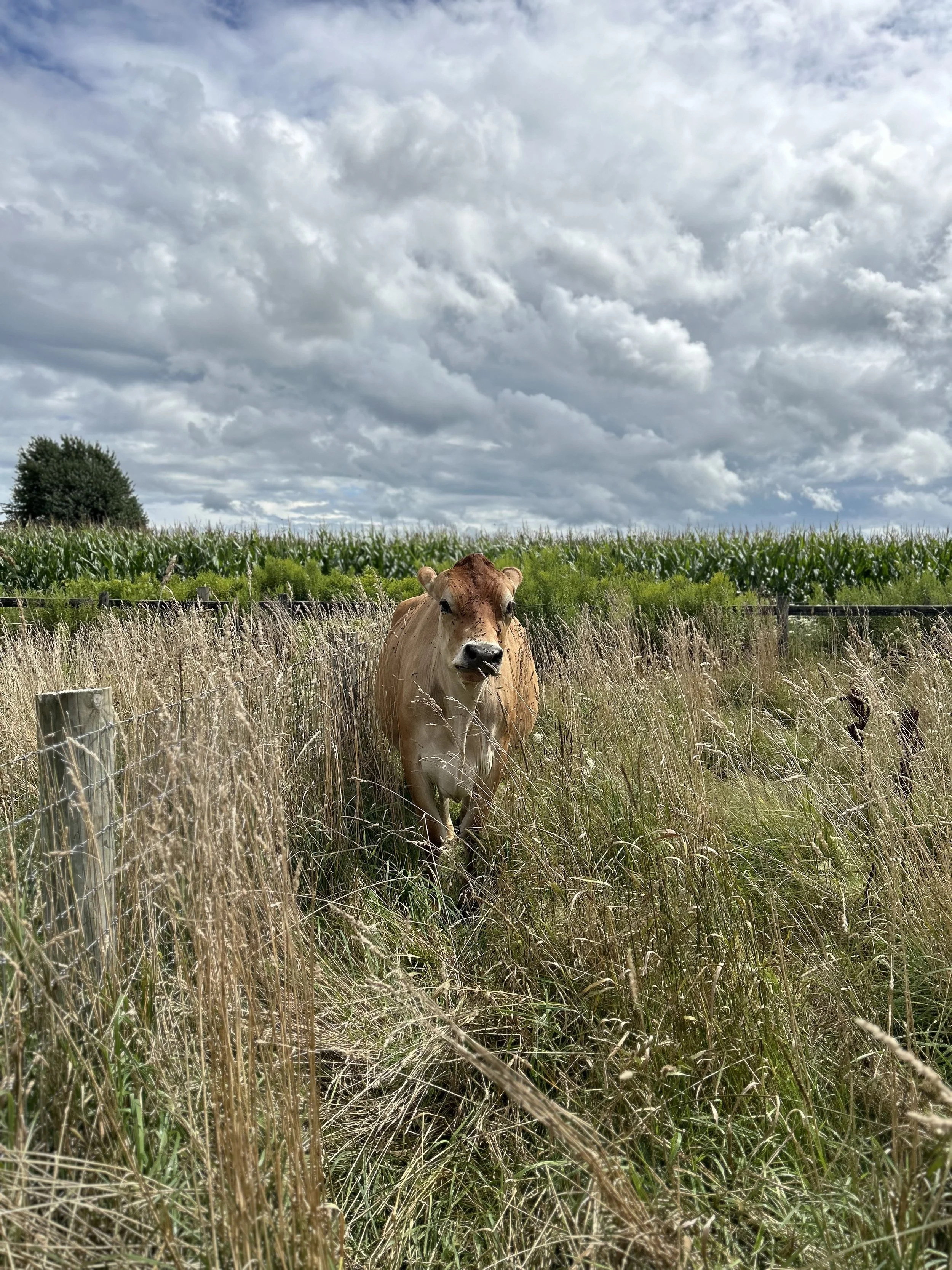 IMG_0497.jpeg