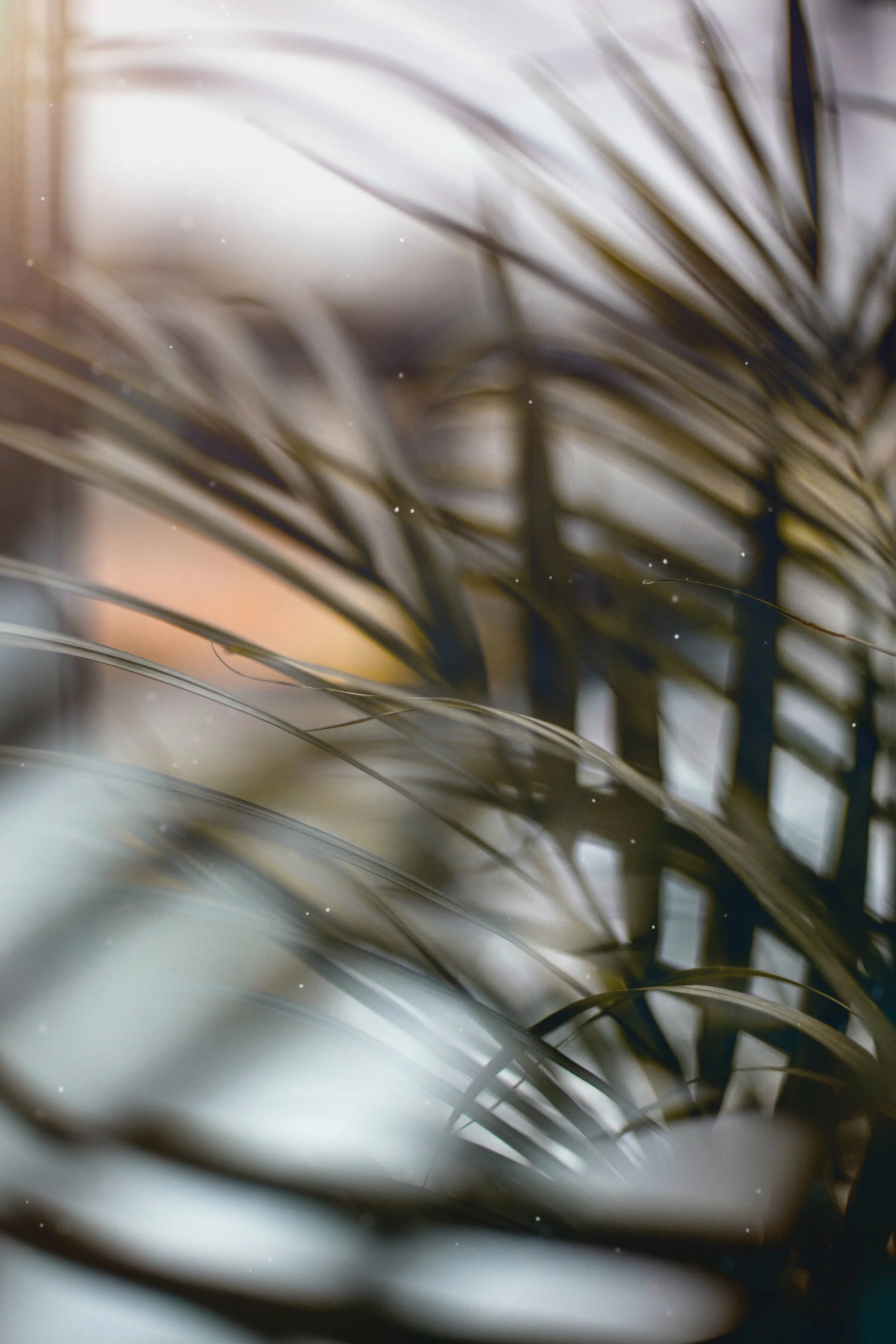 Close-up of a feather with soft, muted colors and intricate details.