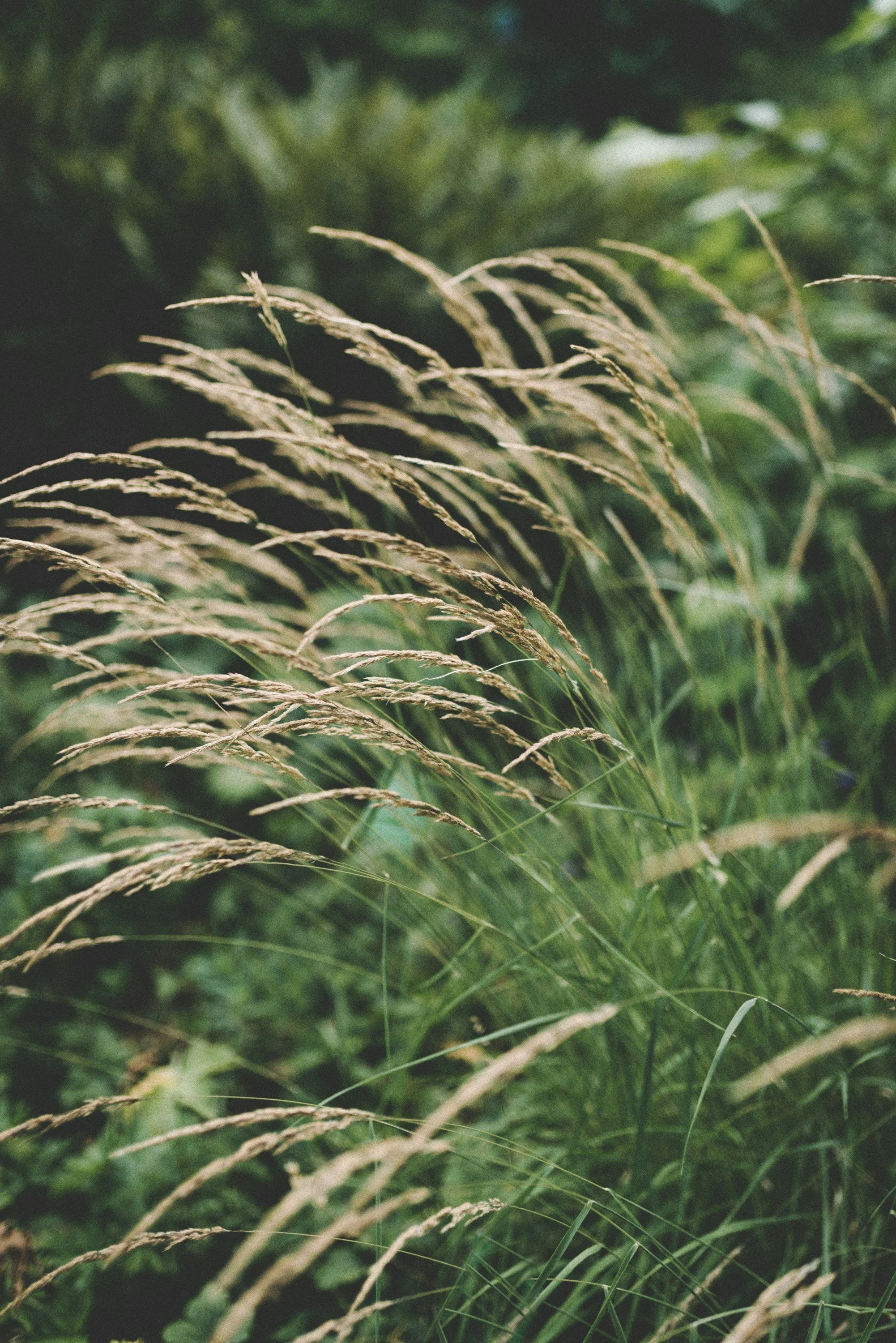 Tall grass with green foliage in the background, gentle sunlight illuminating the scene.