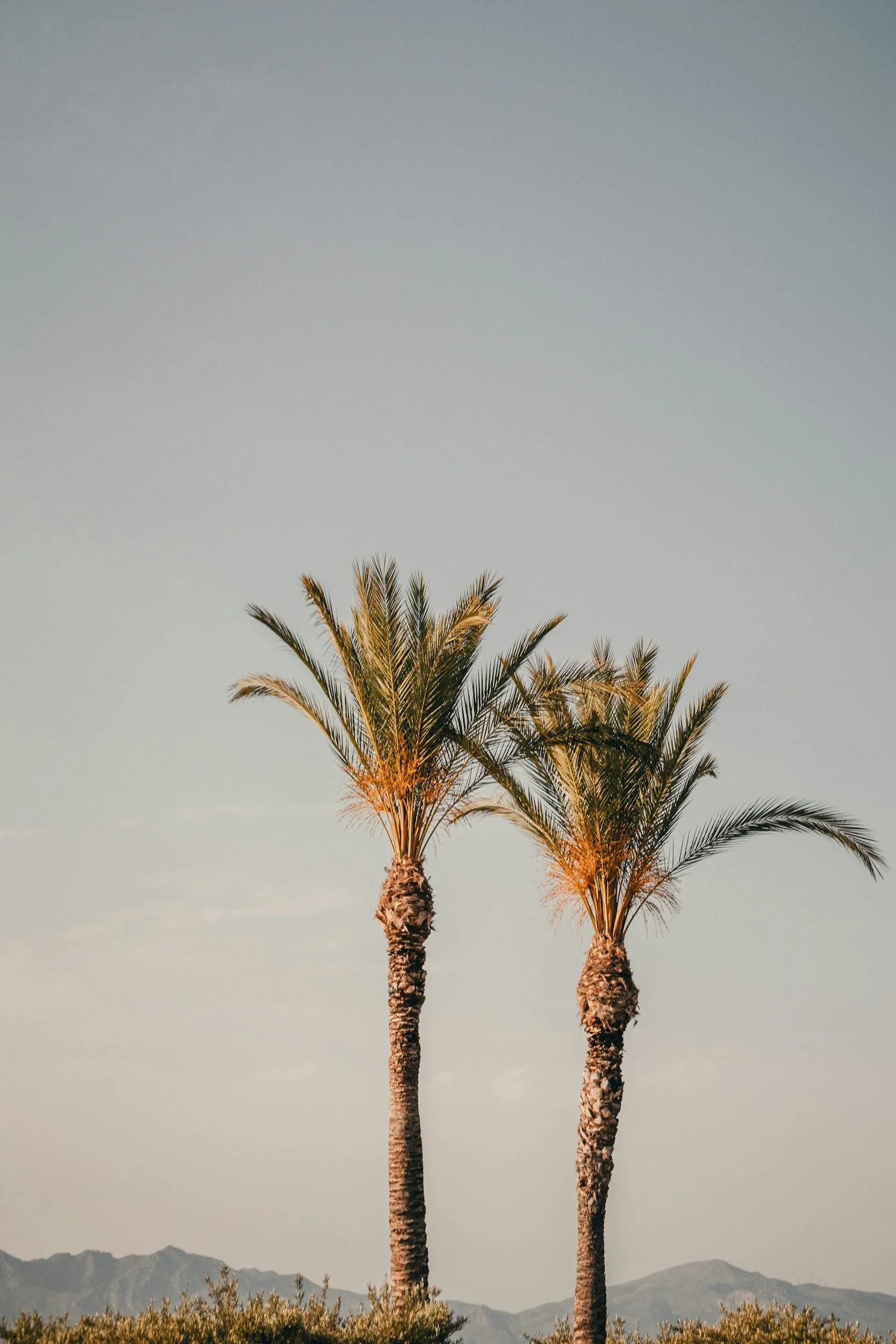 Two palm trees with textured trunks and green fronds standing against a pale sky, with mountain ranges in the background.