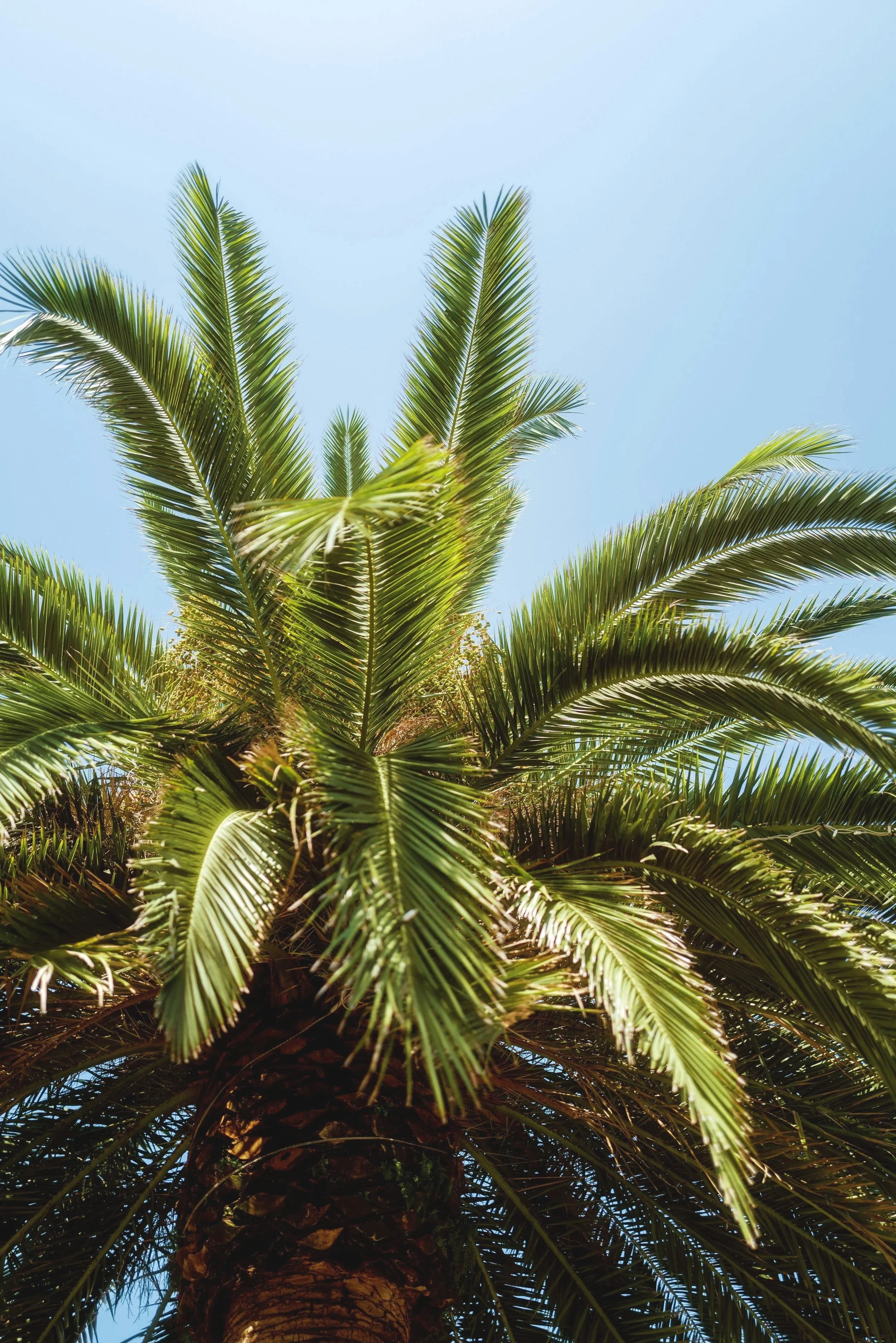 Looking up at a tall palm tree with green fronds against a clear blue sky.