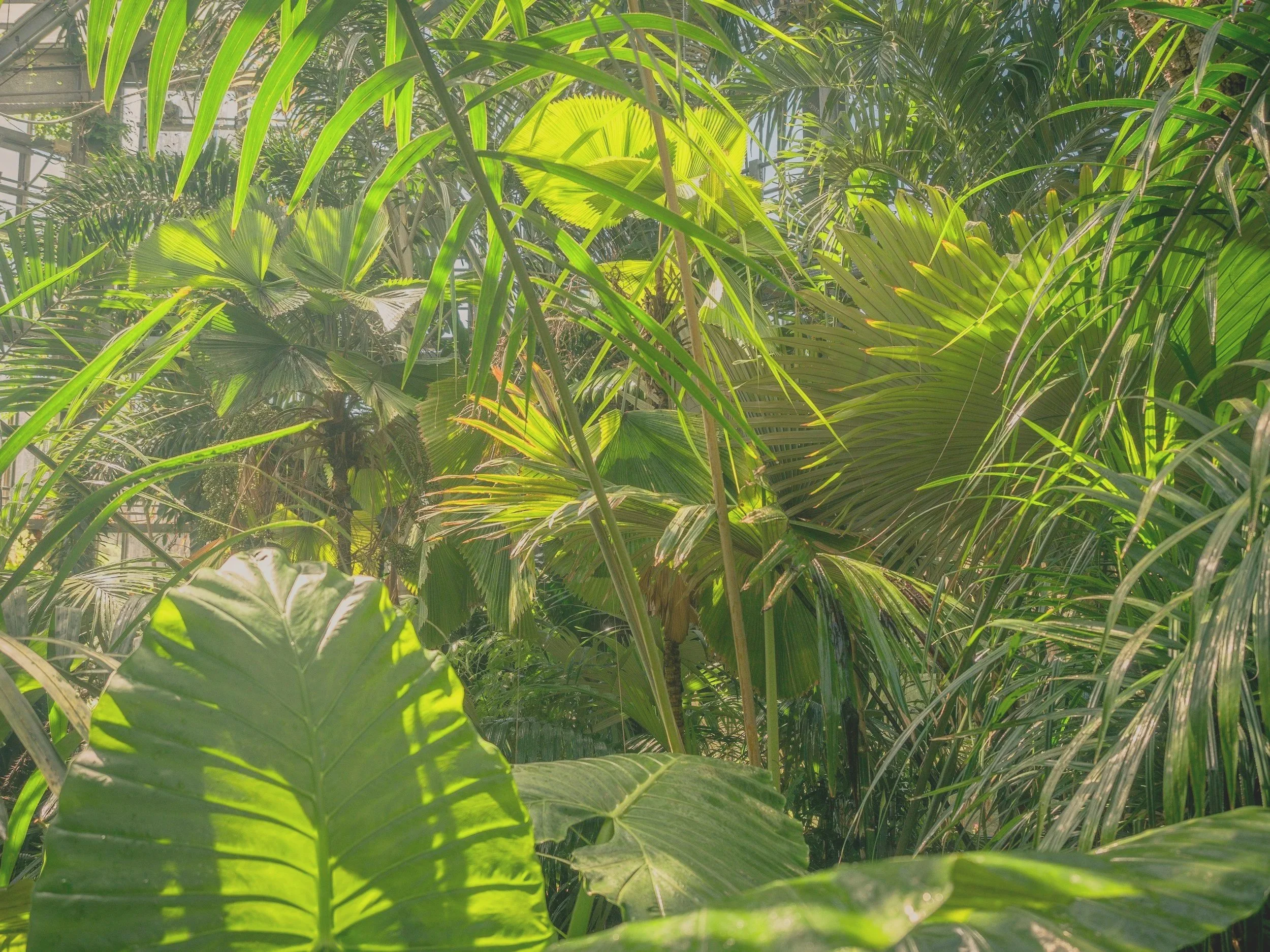 Dense collection of green tropical plants and leaves, with some sunlight filtering through.