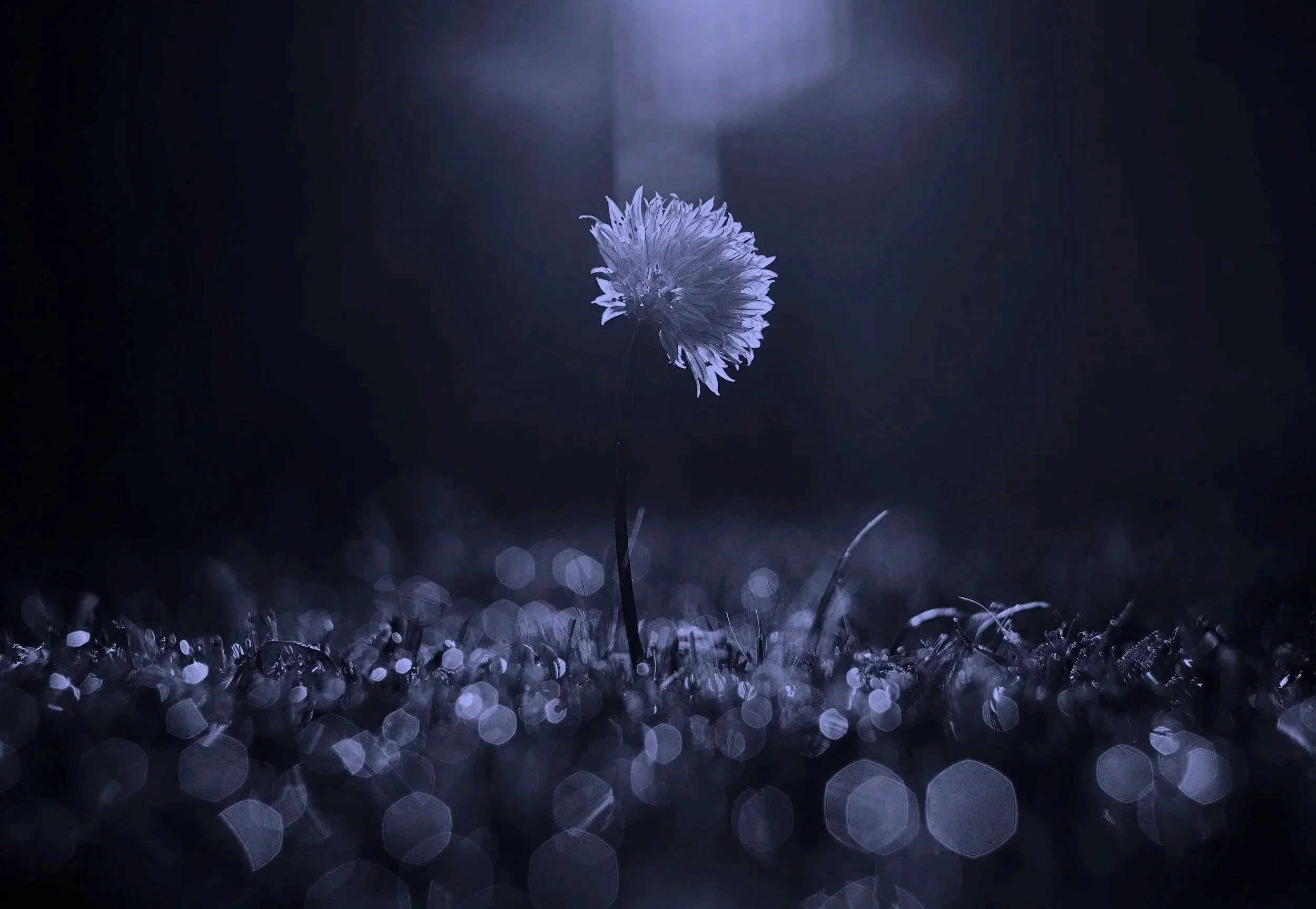 Luminous flower illuminated in darkness representing scheduling and private session pathways for Your Unique Design, Your Private 1:1, and Your Saturn Return offerings