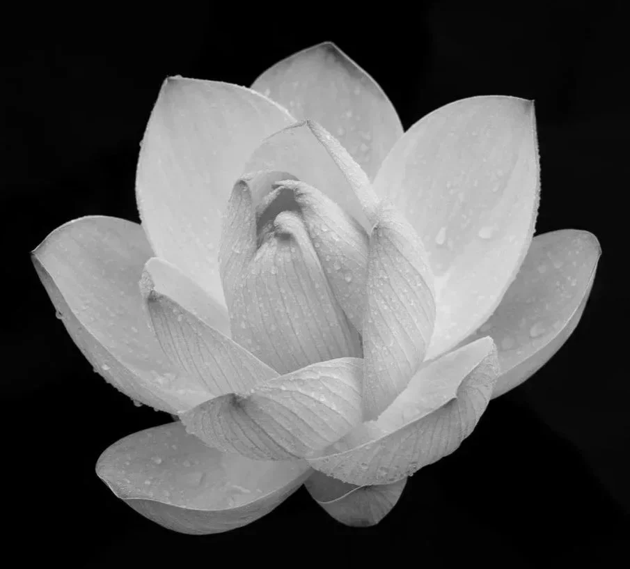 Black and white orchid illustration for the 12-week Intuitive Healing Certification Training Program