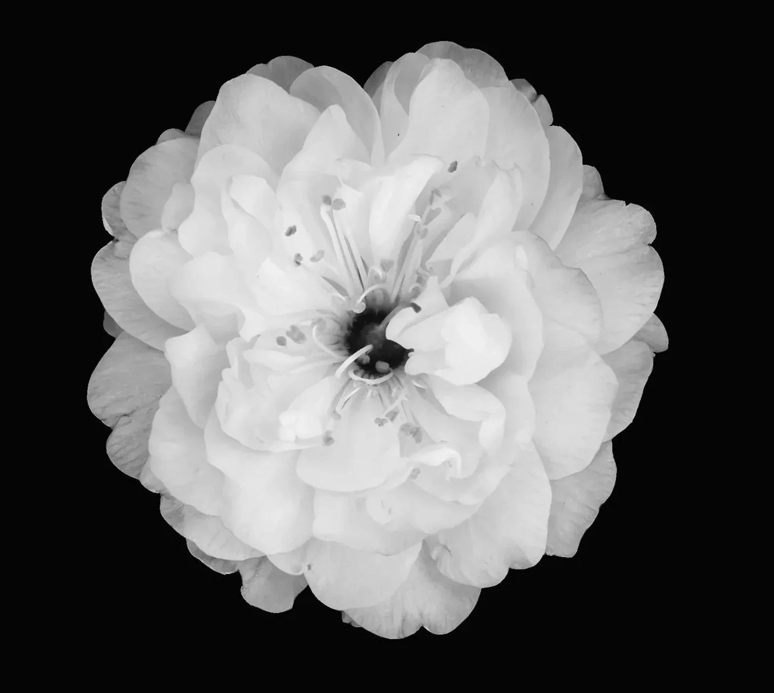 Black and white flower illustration for a three-hour private astrology and Human Design session with intuitive healing
