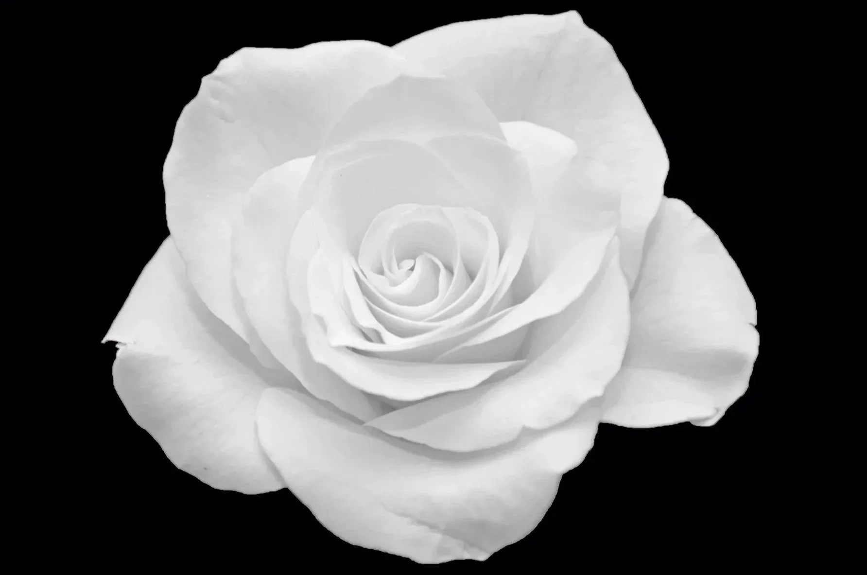 Black and white rose illustration for the Nine-Month Private Sovereign Mentorship program