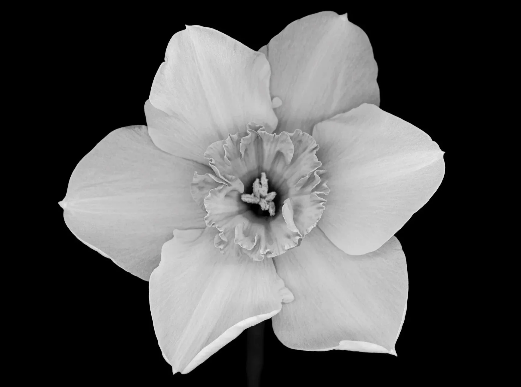 Black and white lotus flower illustration for private one-on-one sessions offering clarity and intuitive healing