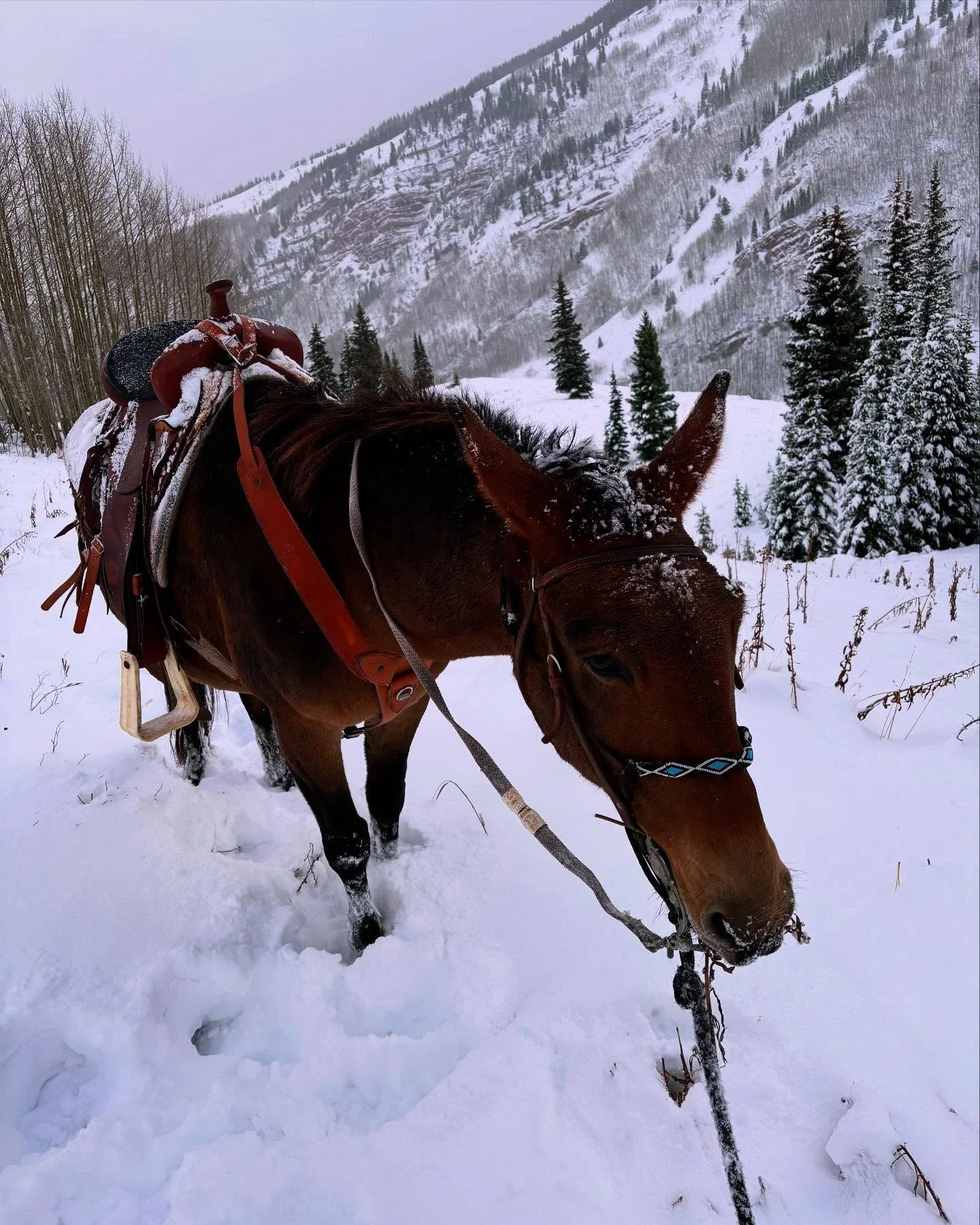 Happy holidays from all of us at Capitol Peak Outfitters!