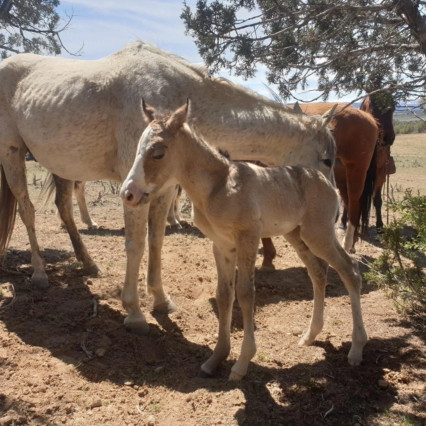 Check out our sweet little surprise today!!! She is the sweetest and prettiest little filly. A new addition to the family! #springbabies #myheart #thankful