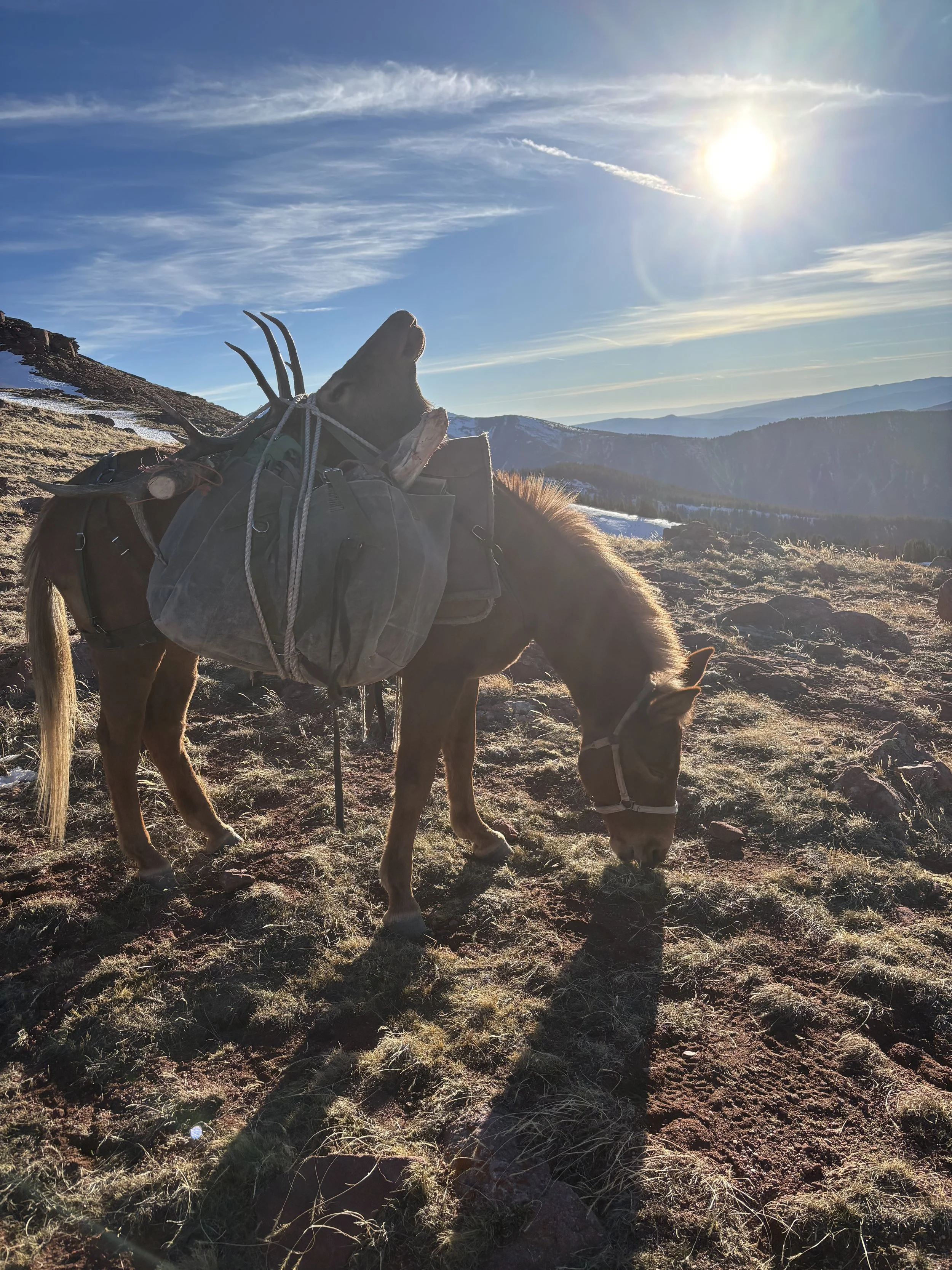 A pack mule hauls a bull elk head through Colorado’s high alpine above treeline on a 3rd Season OTC public land rifle hunt in GMU 43, highlighting traditional horseback elk hunting in steep, remote terrain.