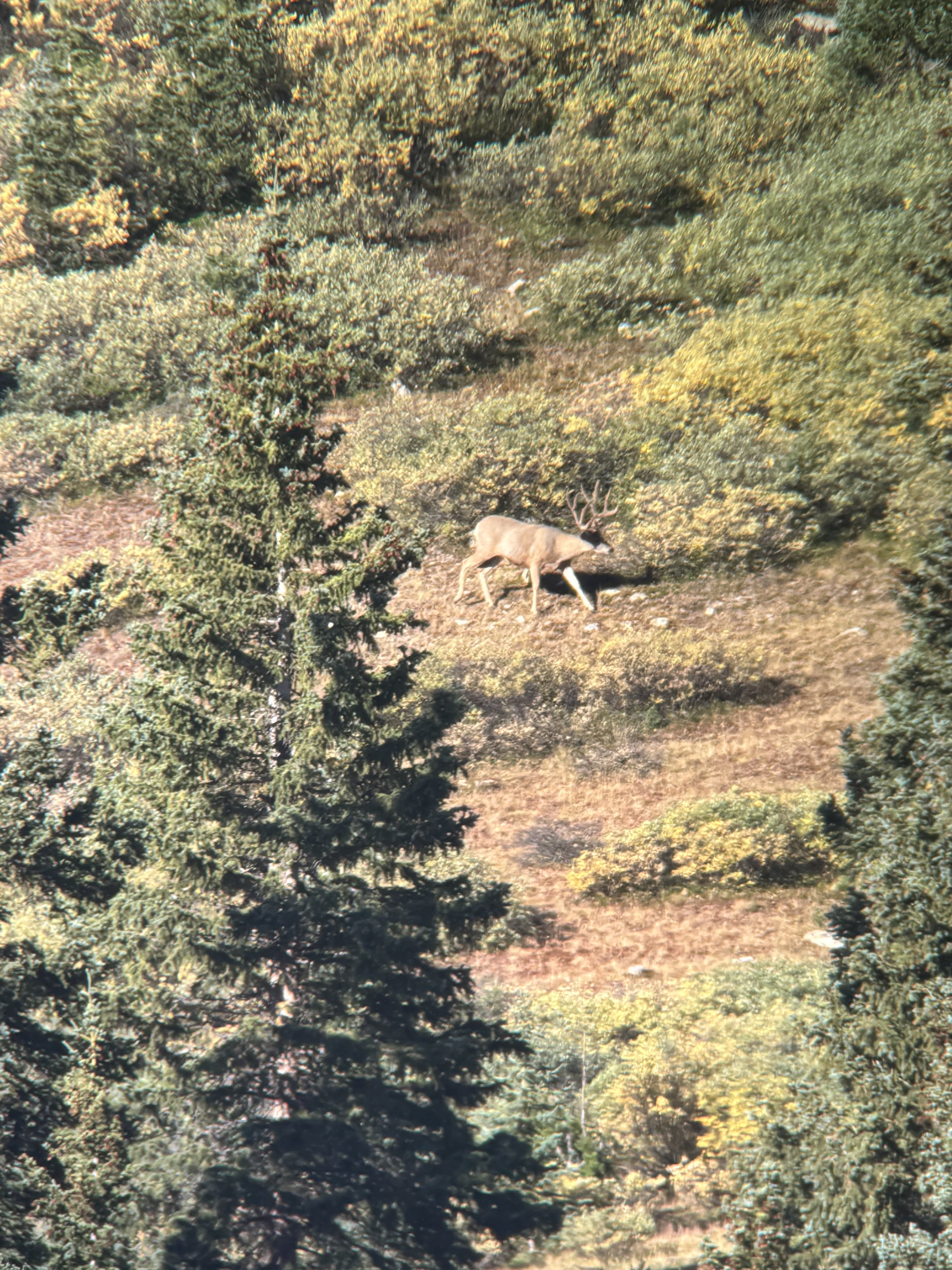 Mature typical frame mule deer in velvet spotted in the Colorado high country
