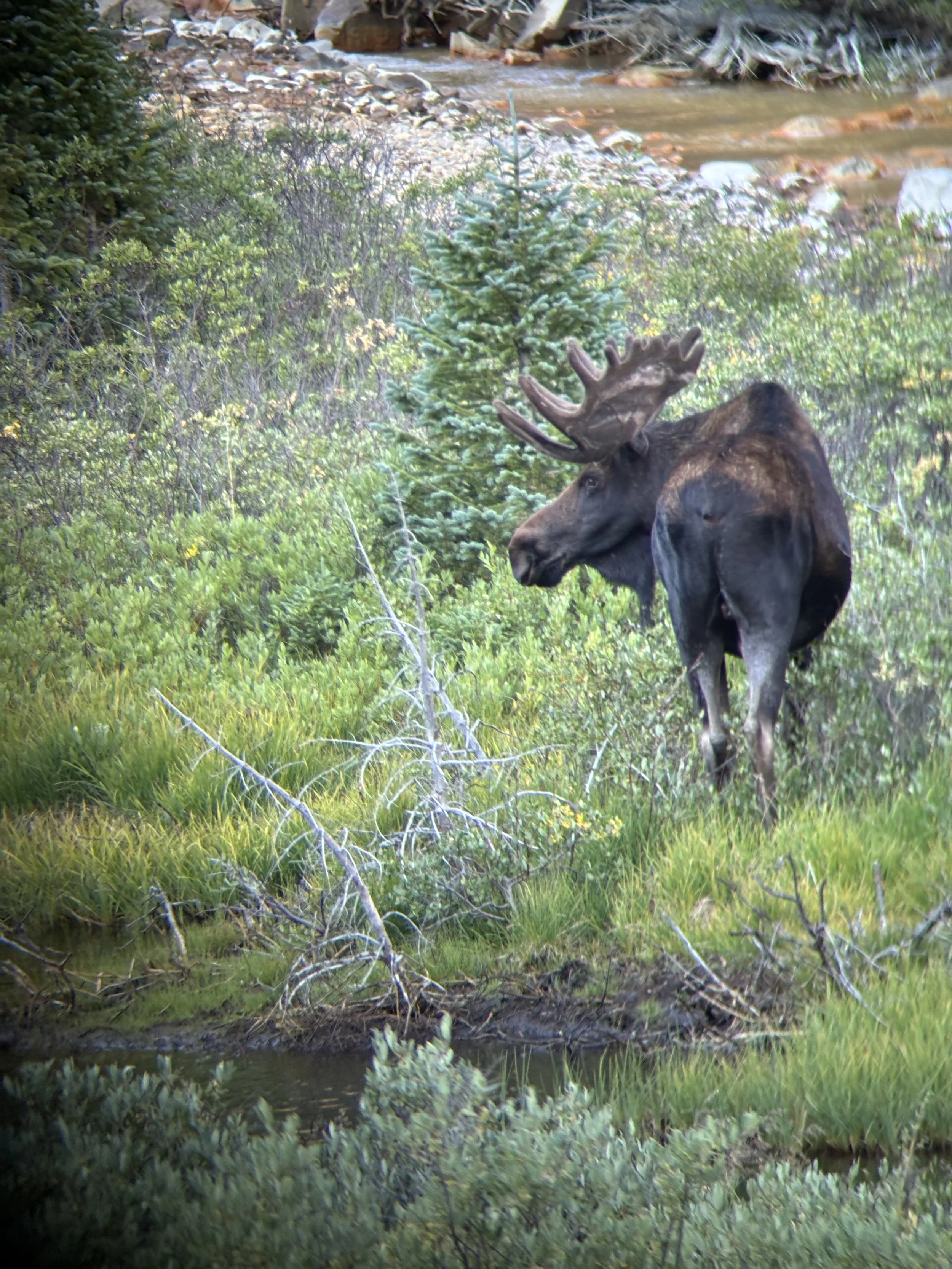 Scouting photo of Shiras bull moose in Colorado