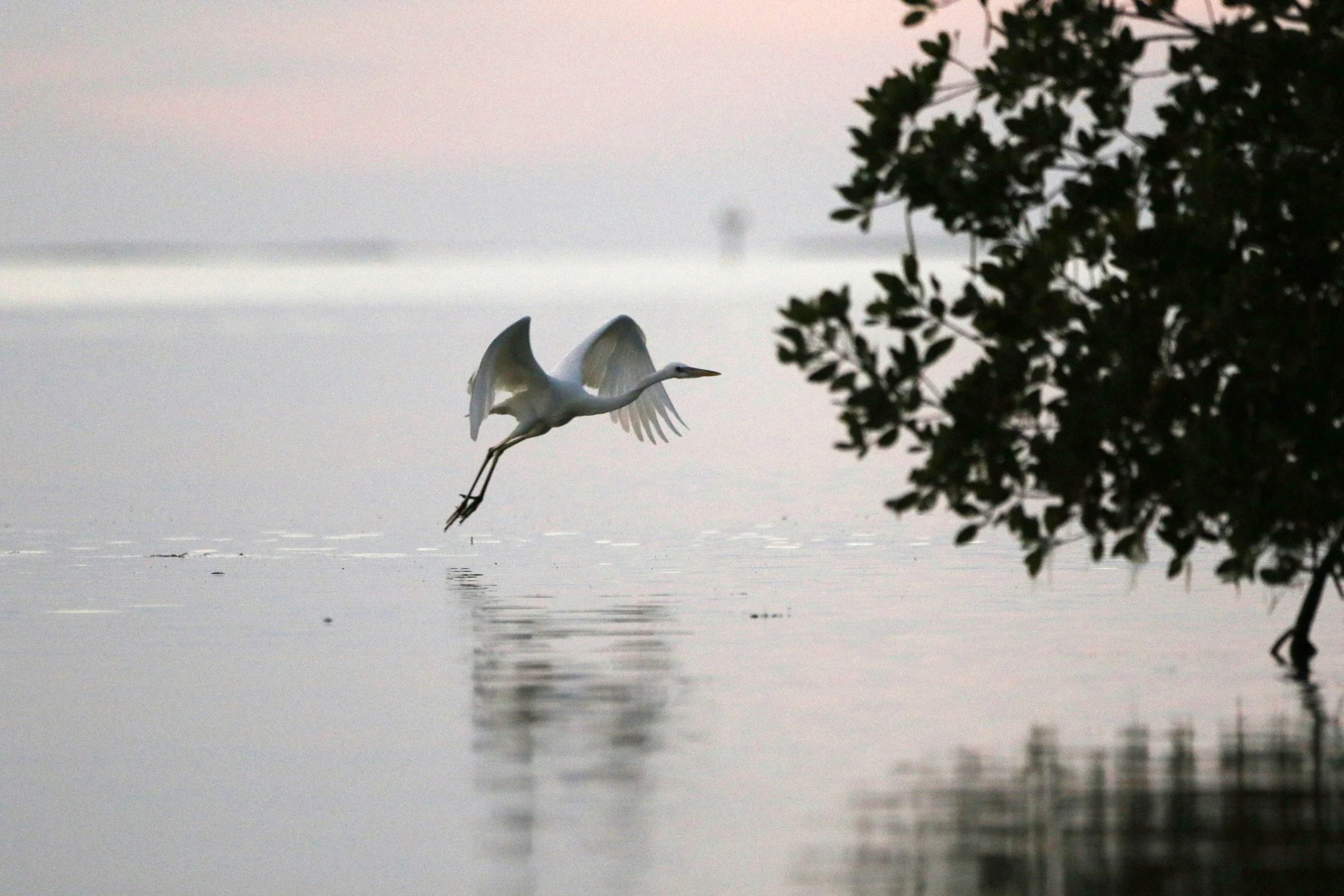 White bird flying above water