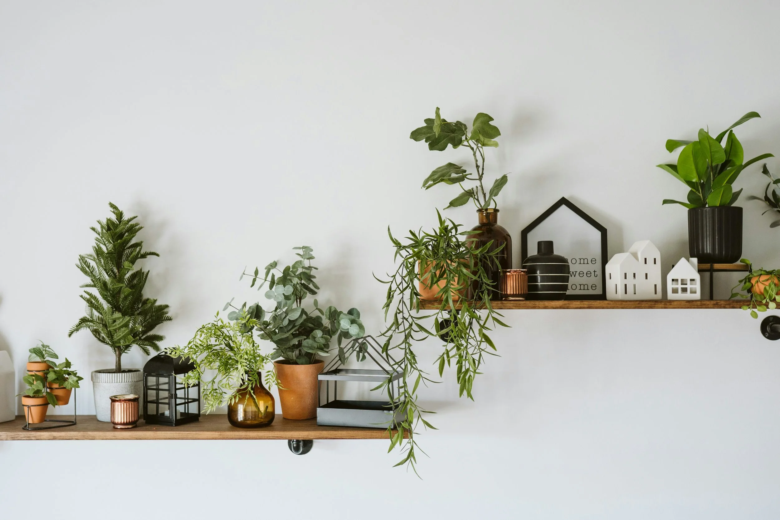 Plants in decorative vases on shelves in front of a white wall