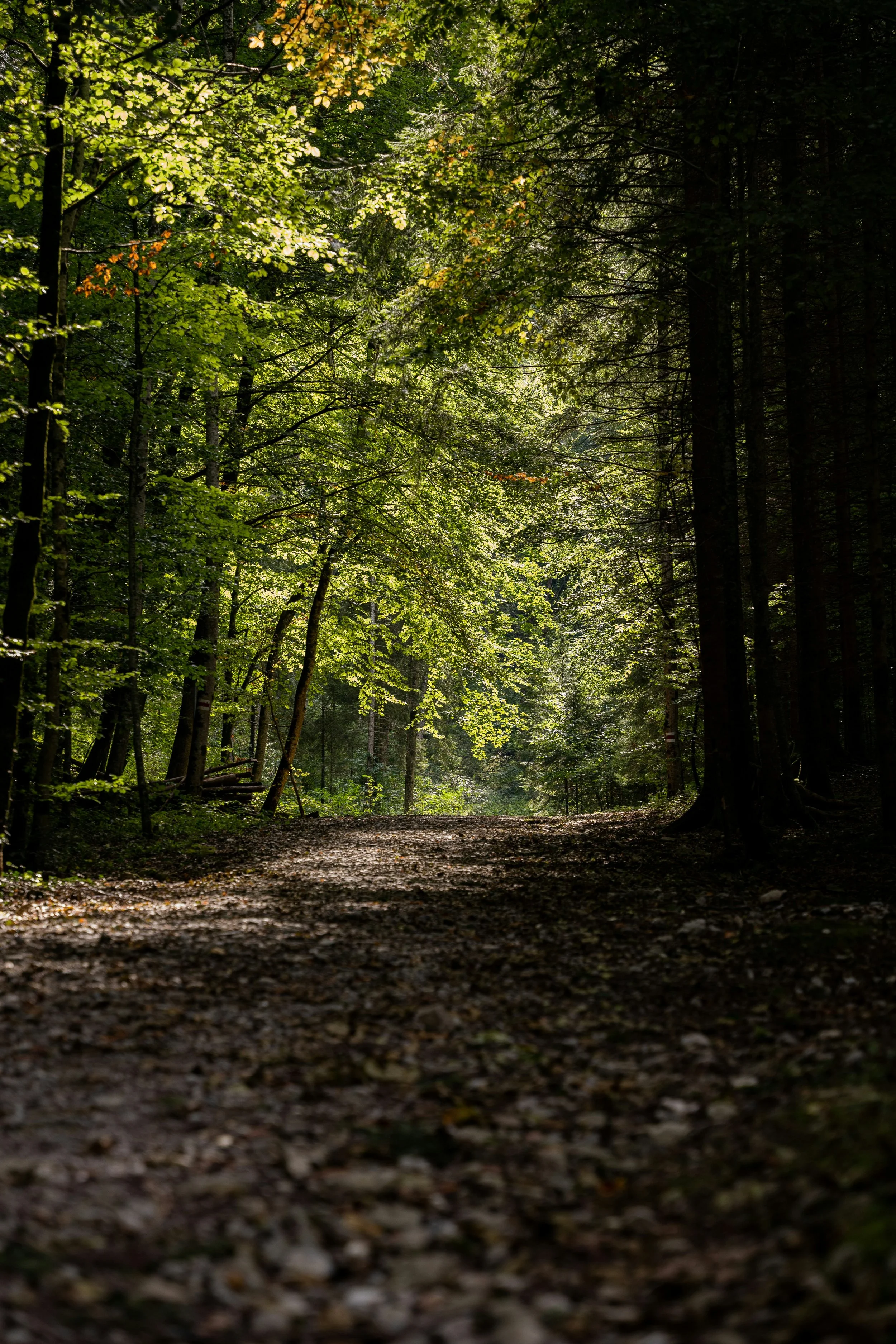A dirt trail winding through a dense forest with sunlight filtering through green leaves.