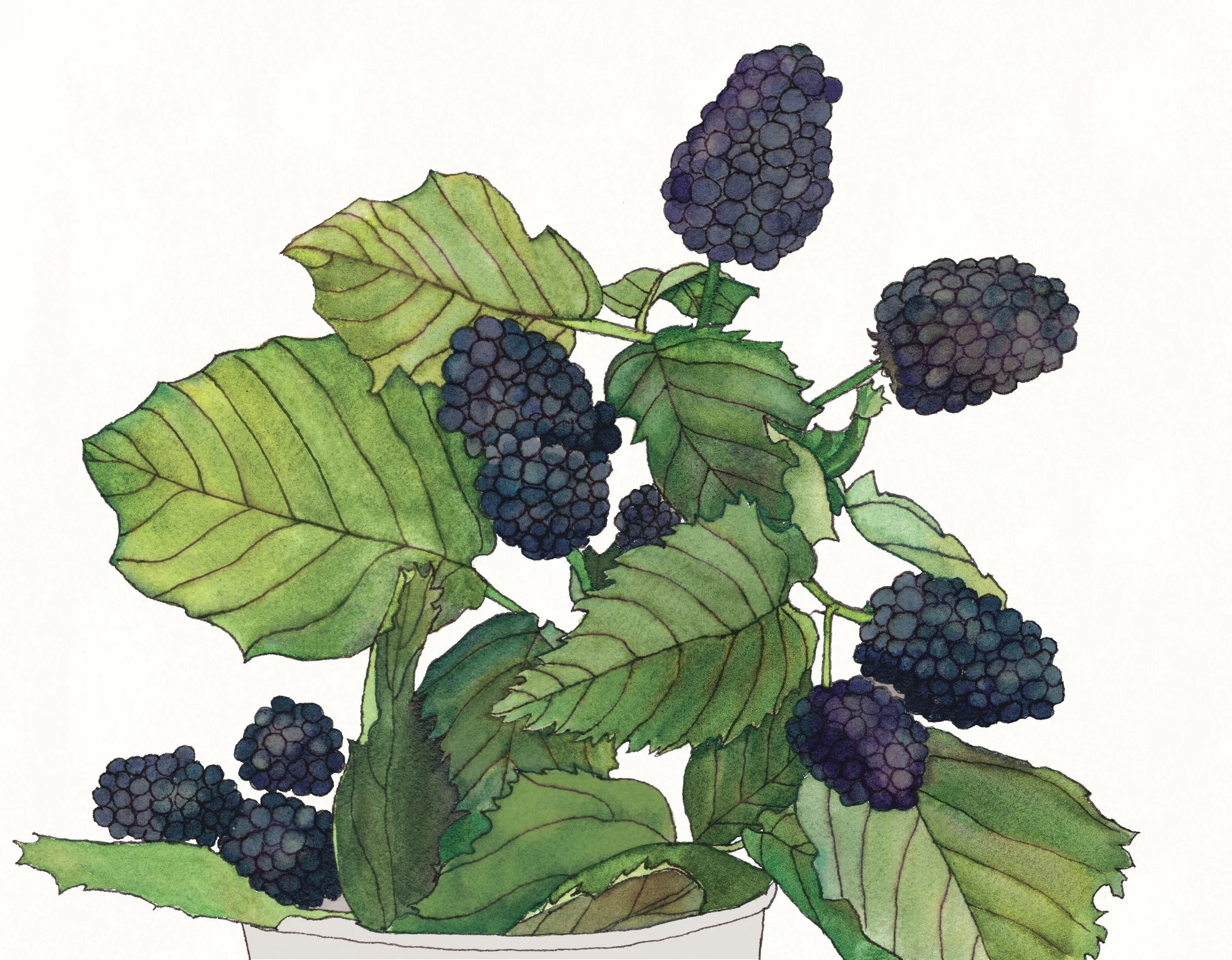 Blackberry fruit garden farming plant green