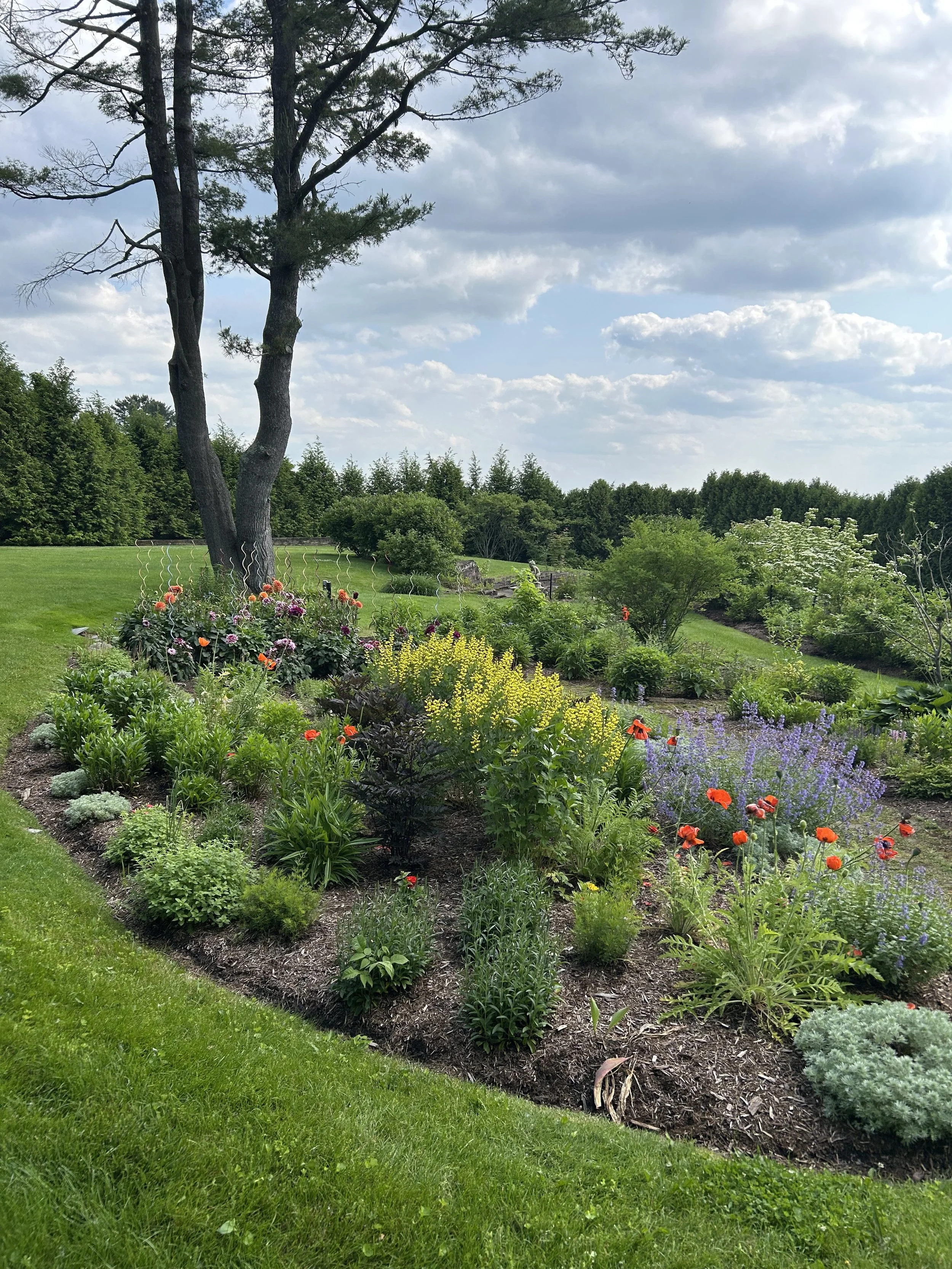We planted the dahlias as well as most of the perennials in the garden with the yellow baptisia