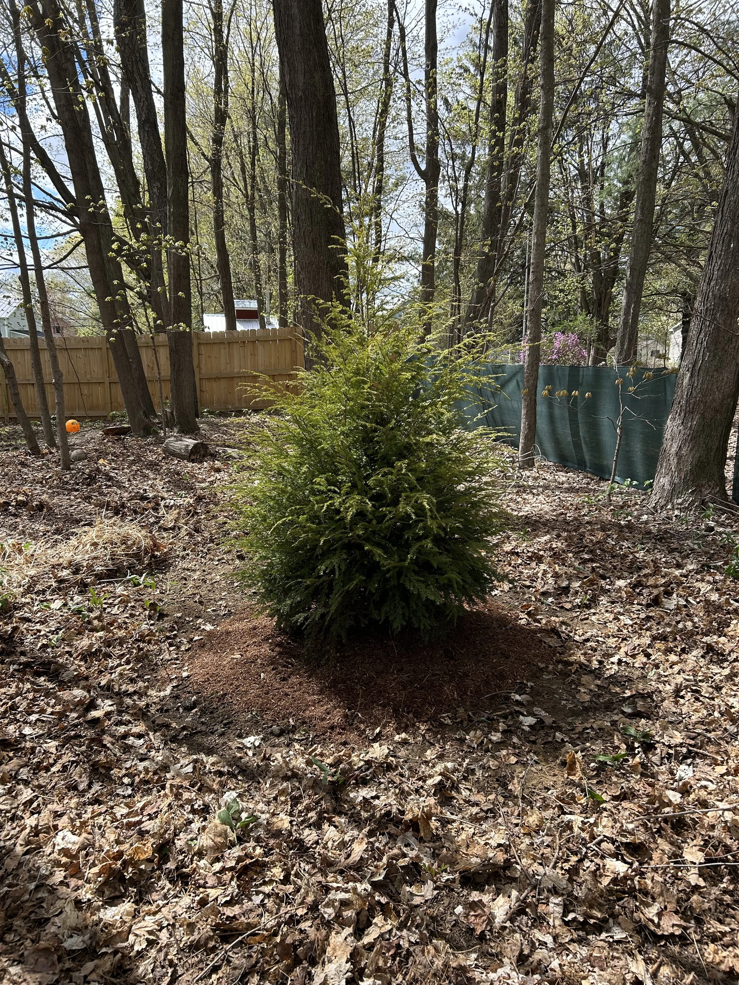 Bartlett tree planting # 3.jpeg