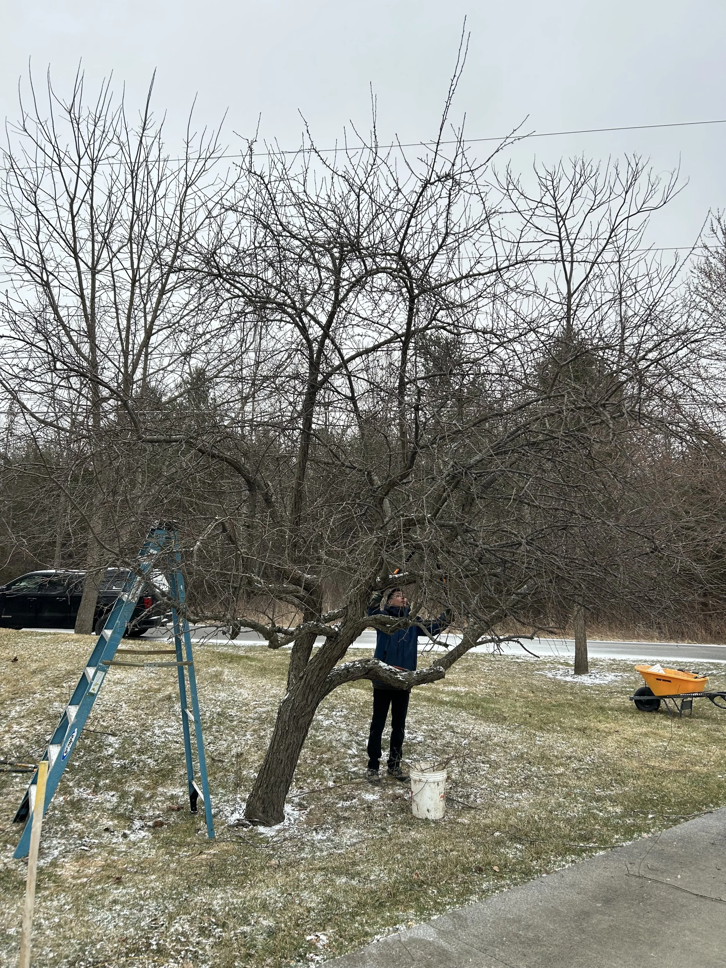 Marshall pruning apple at Alperts 2025.jpeg