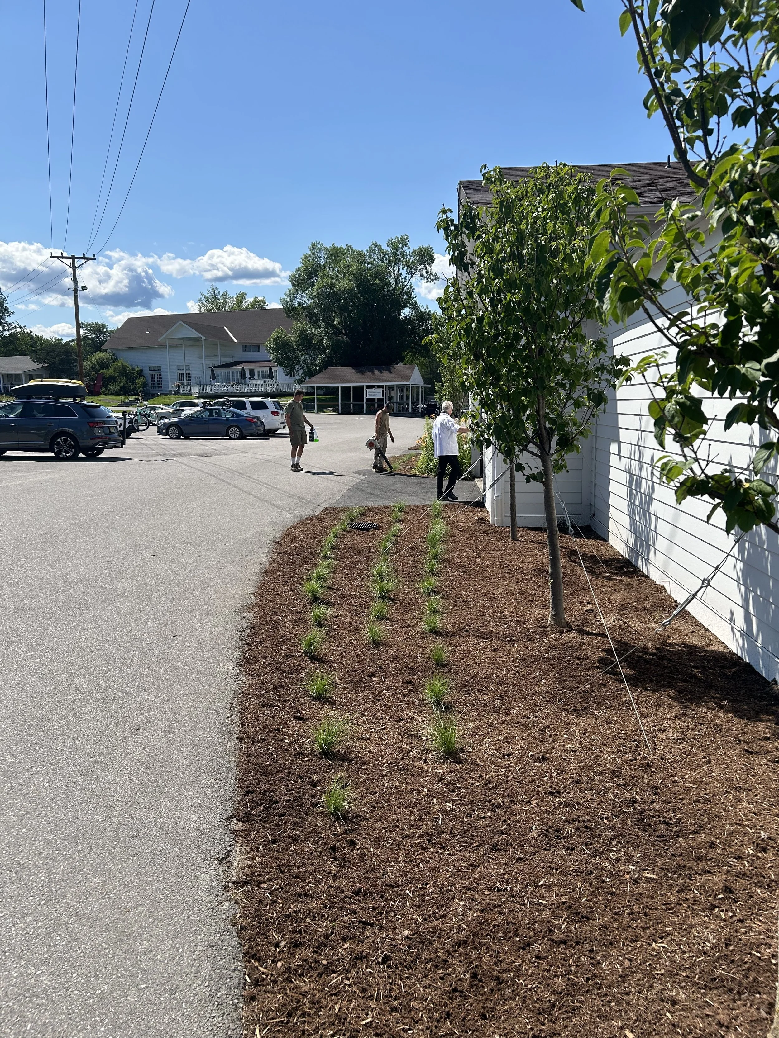 We planted the prairie dropseed grasses in this garden 