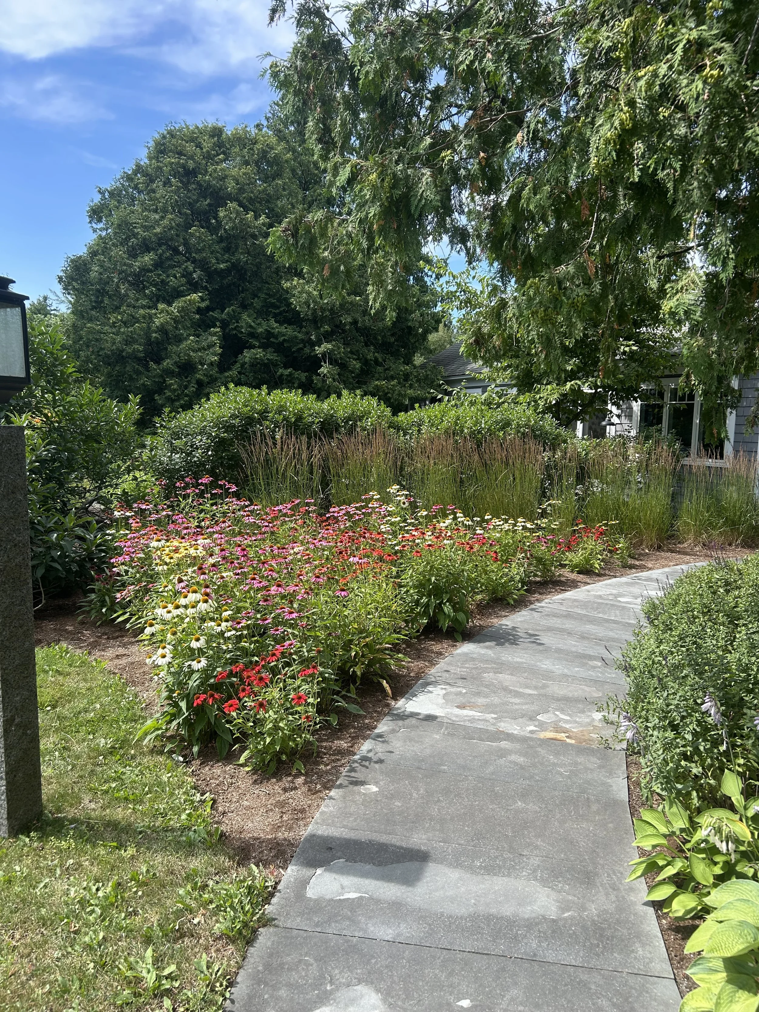 We planted a mix of echinacea in this garden