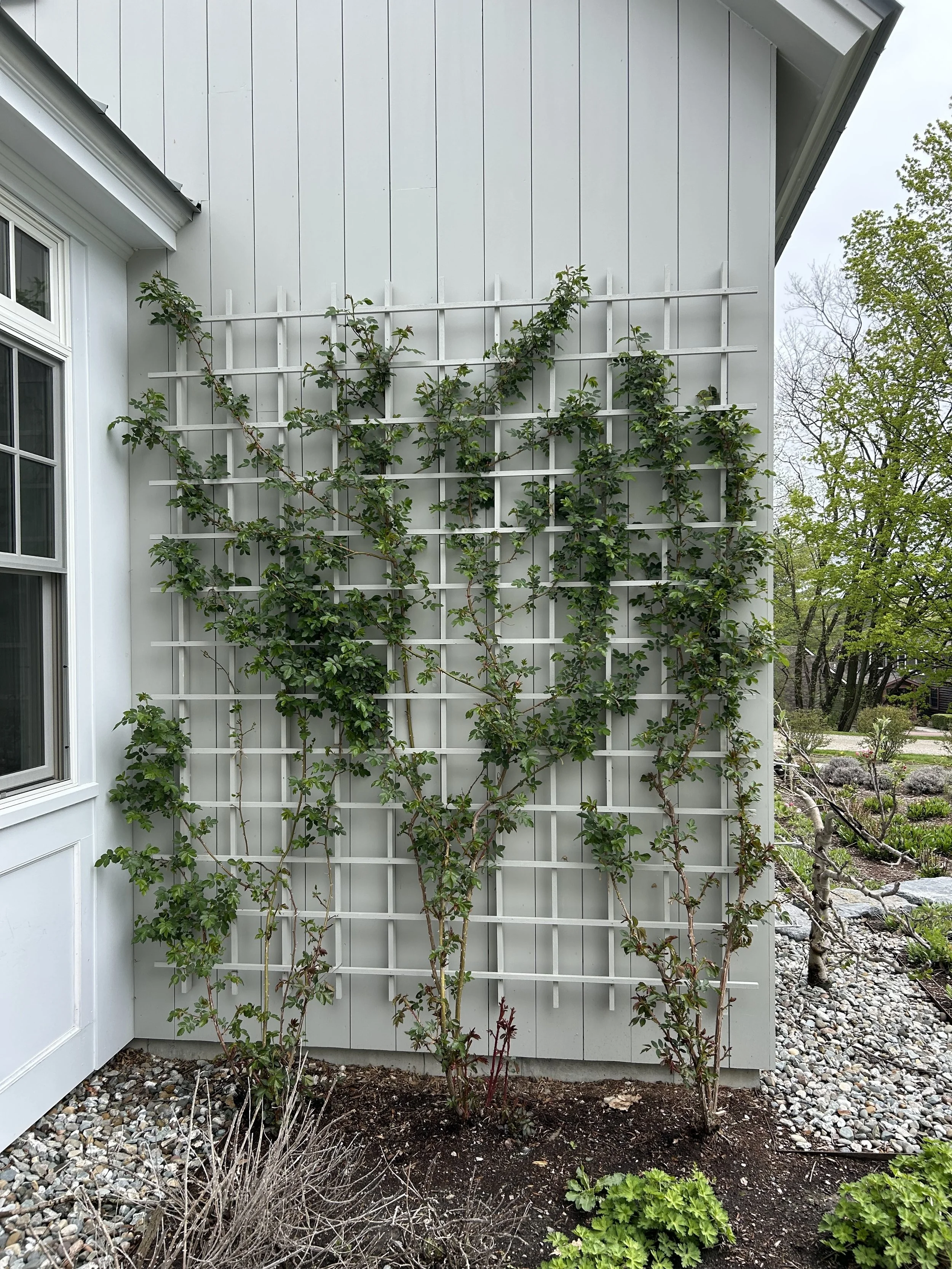 Laurie bruckmann - climbing rose.jpeg