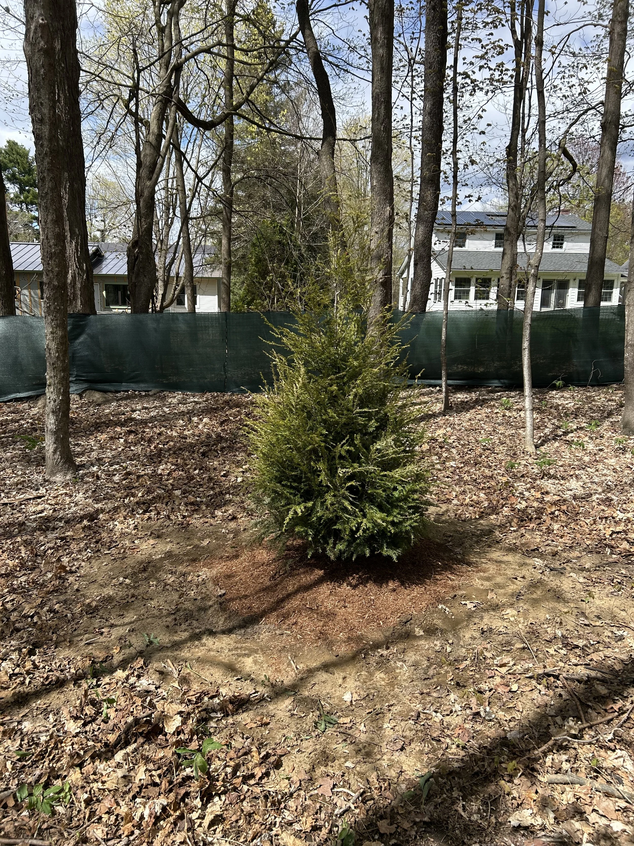Bartlett tree planting #2.jpeg