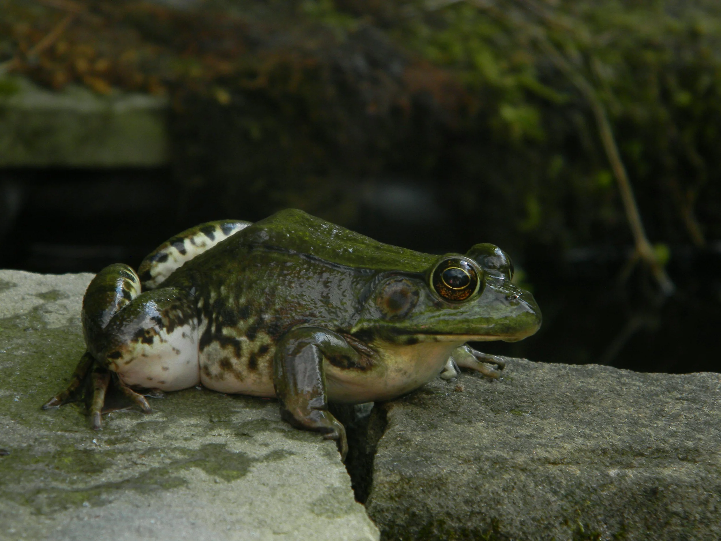 American Bullfrog