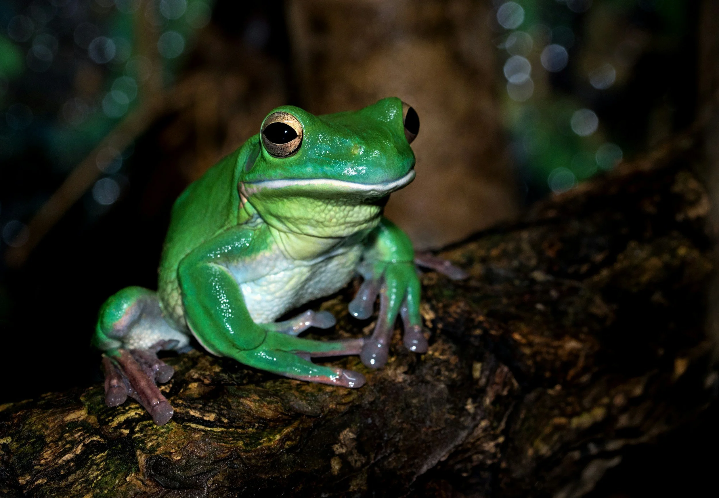 Green Frog