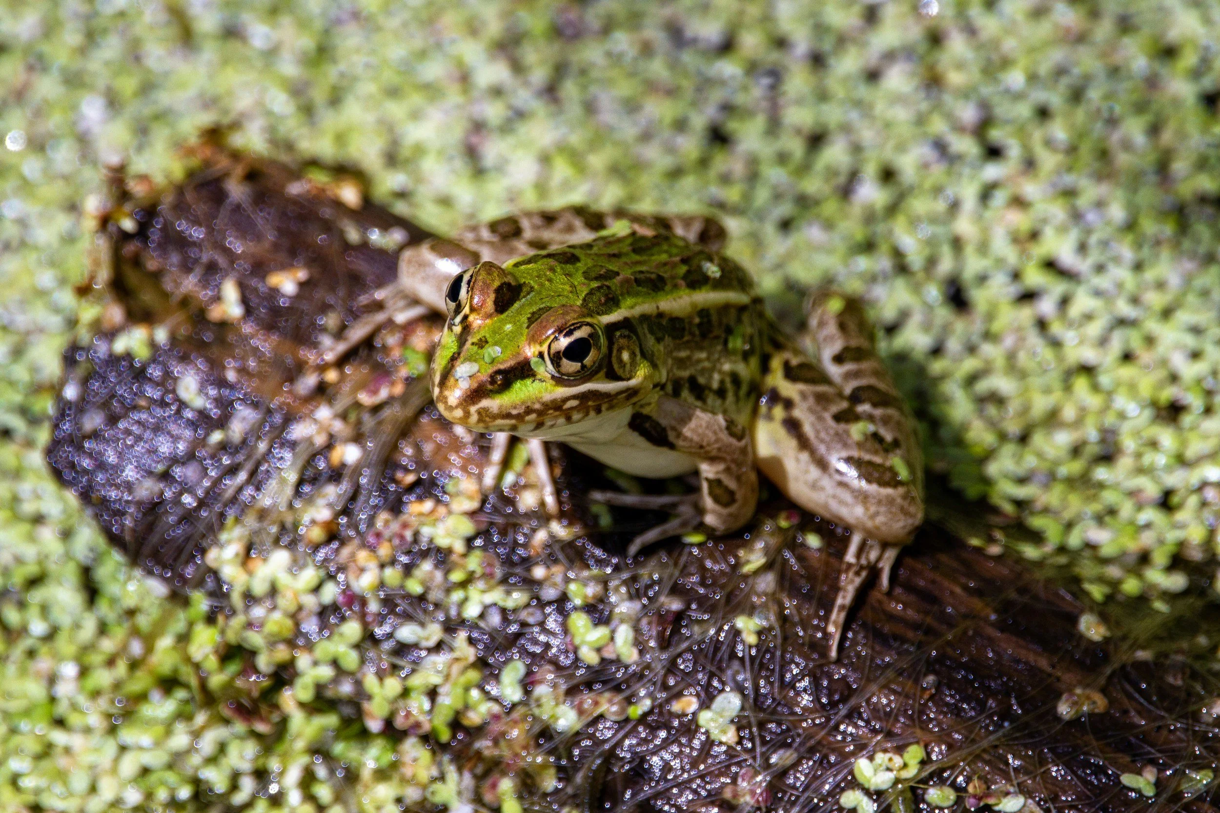 Leopard Frog