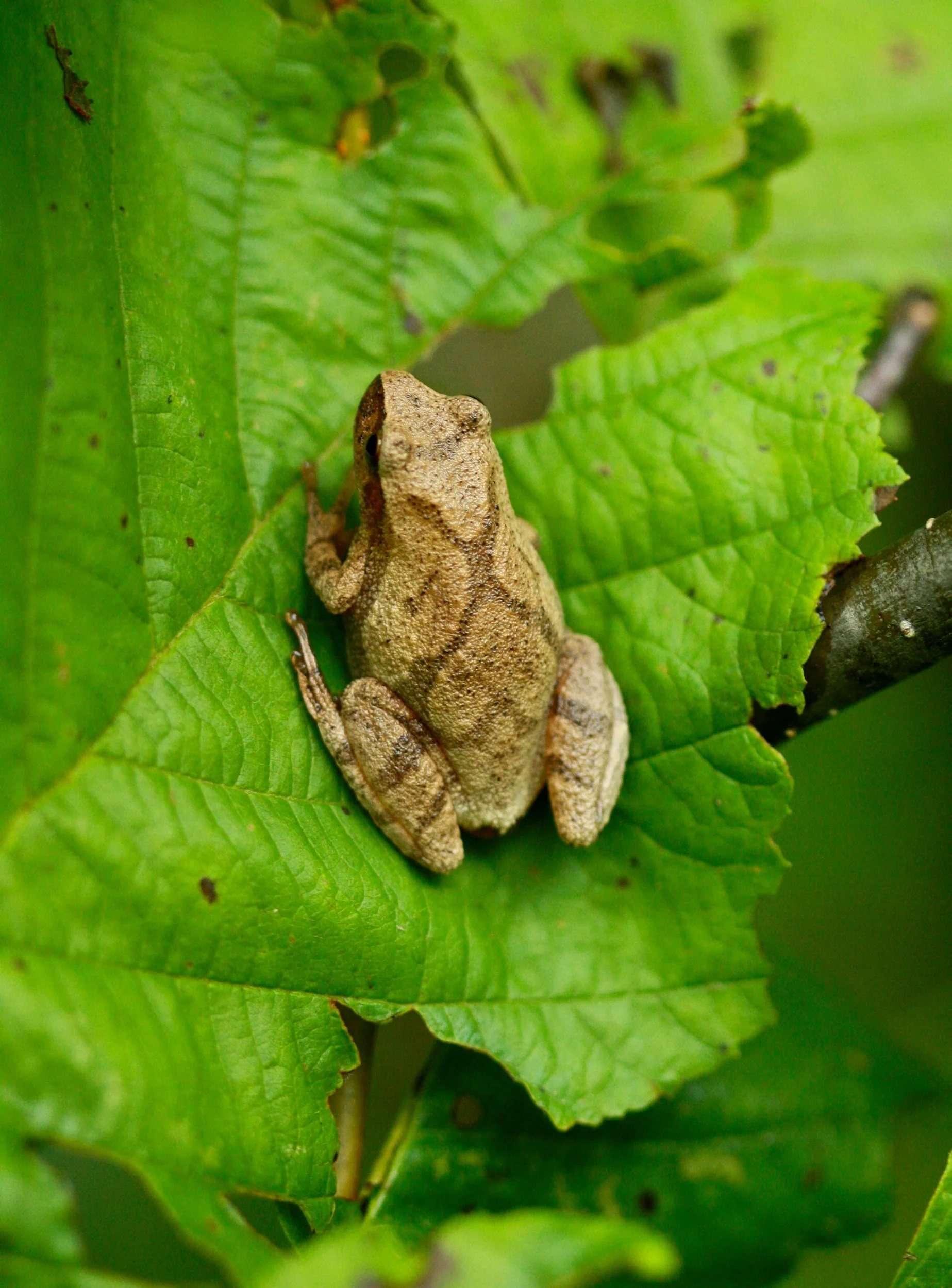 Spring Peeper
