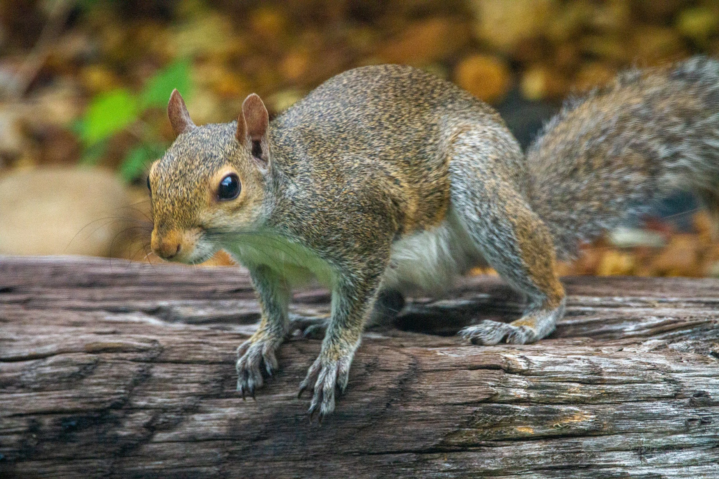 Gray Squirrel