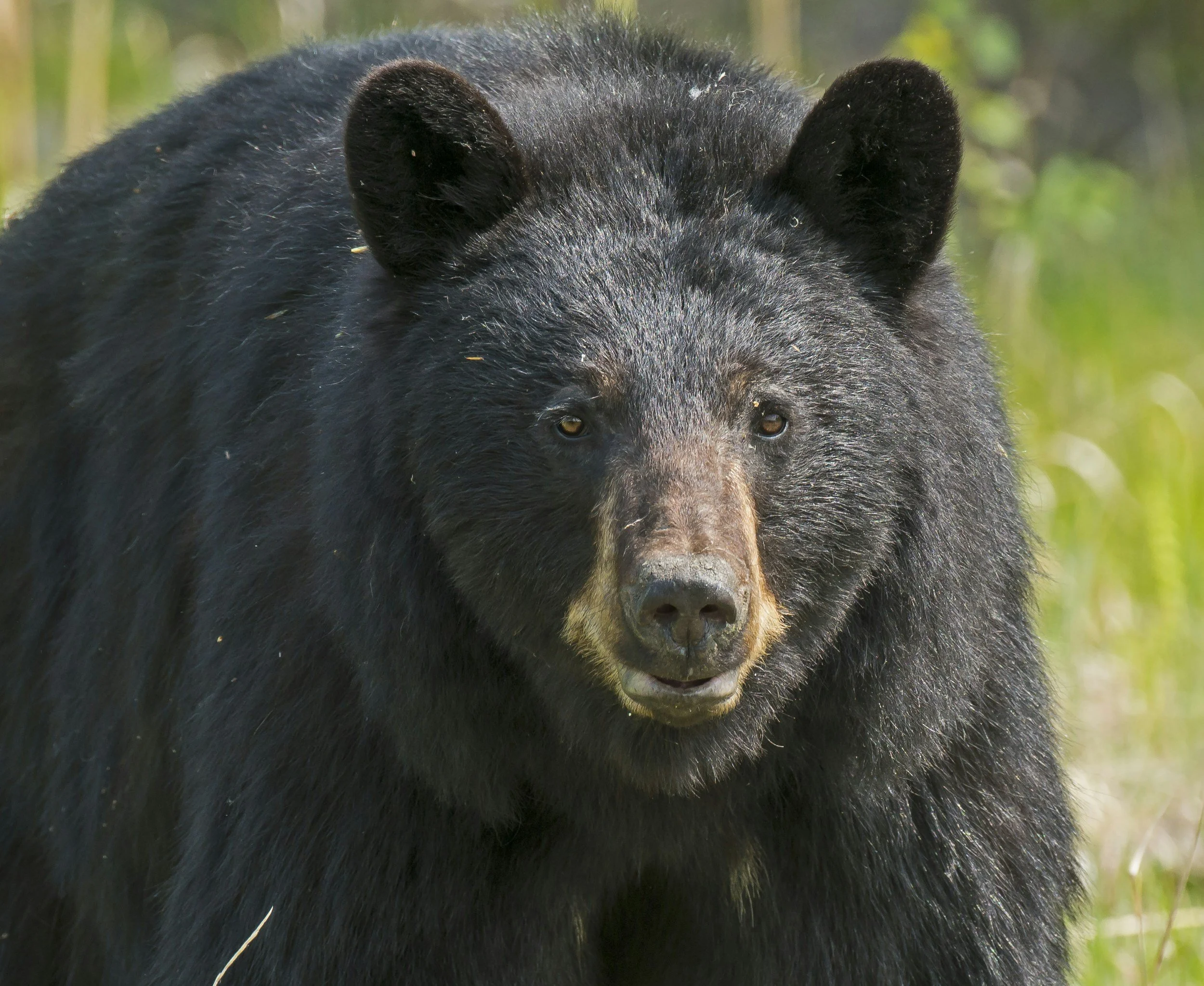 Black Bear