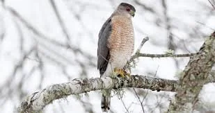 Cooper's Hawk
