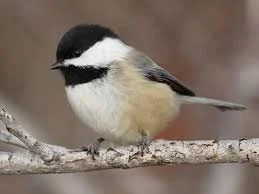 Black-Caped Chickadee