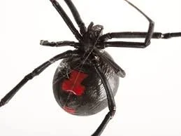 Black Widow