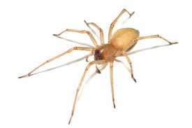 Yellow Sac